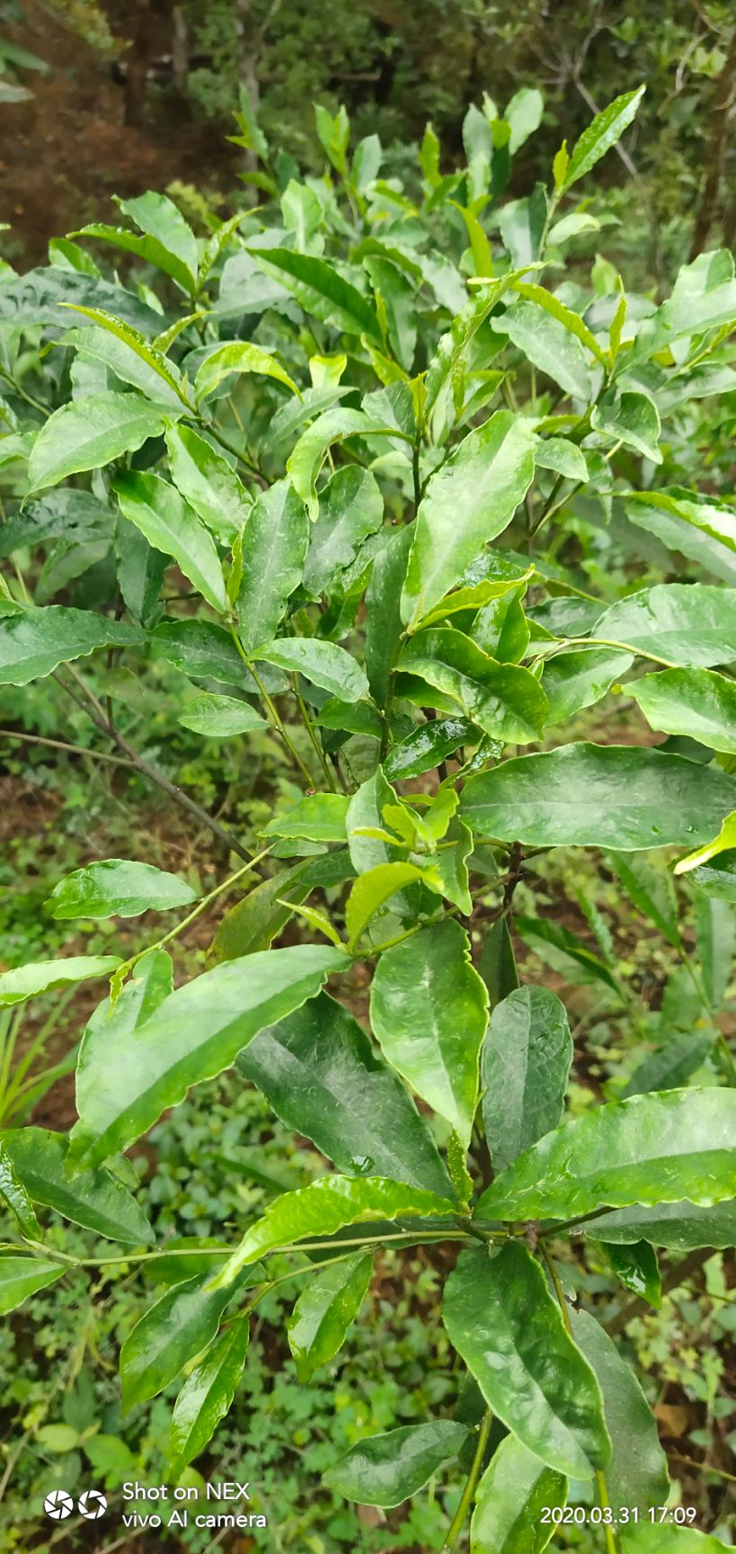 [牛奶树根批发]牛奶树根 白花牛奶根苗 牛奶根苗价格