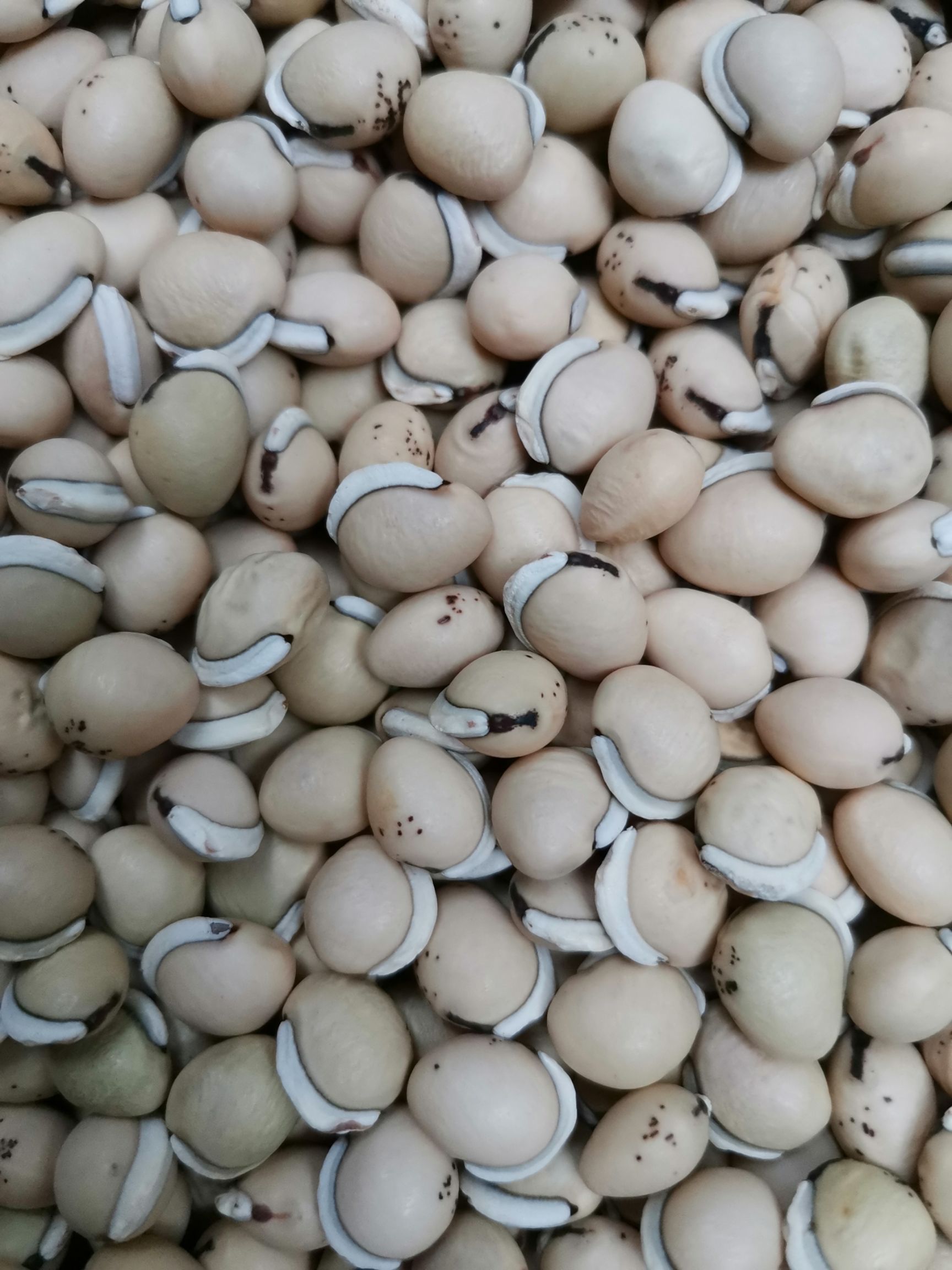 白扁豆 符合药典标准大粒