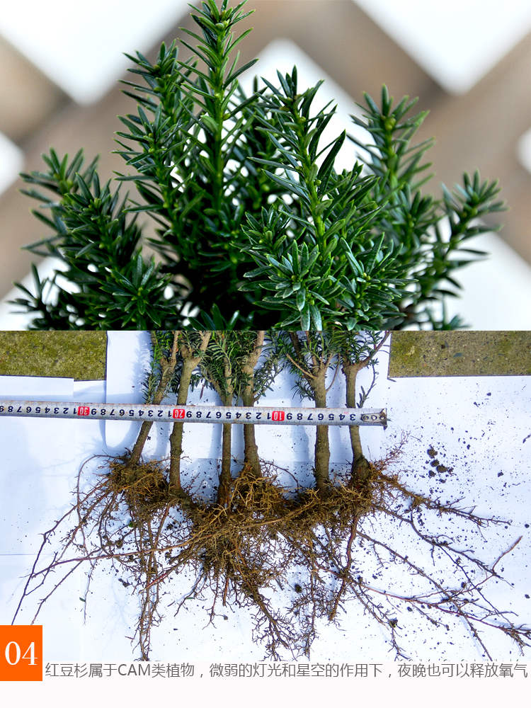 曼地亚红豆杉3年雌苗室内防辐射绿植发财树花卉吸甲醛盆栽