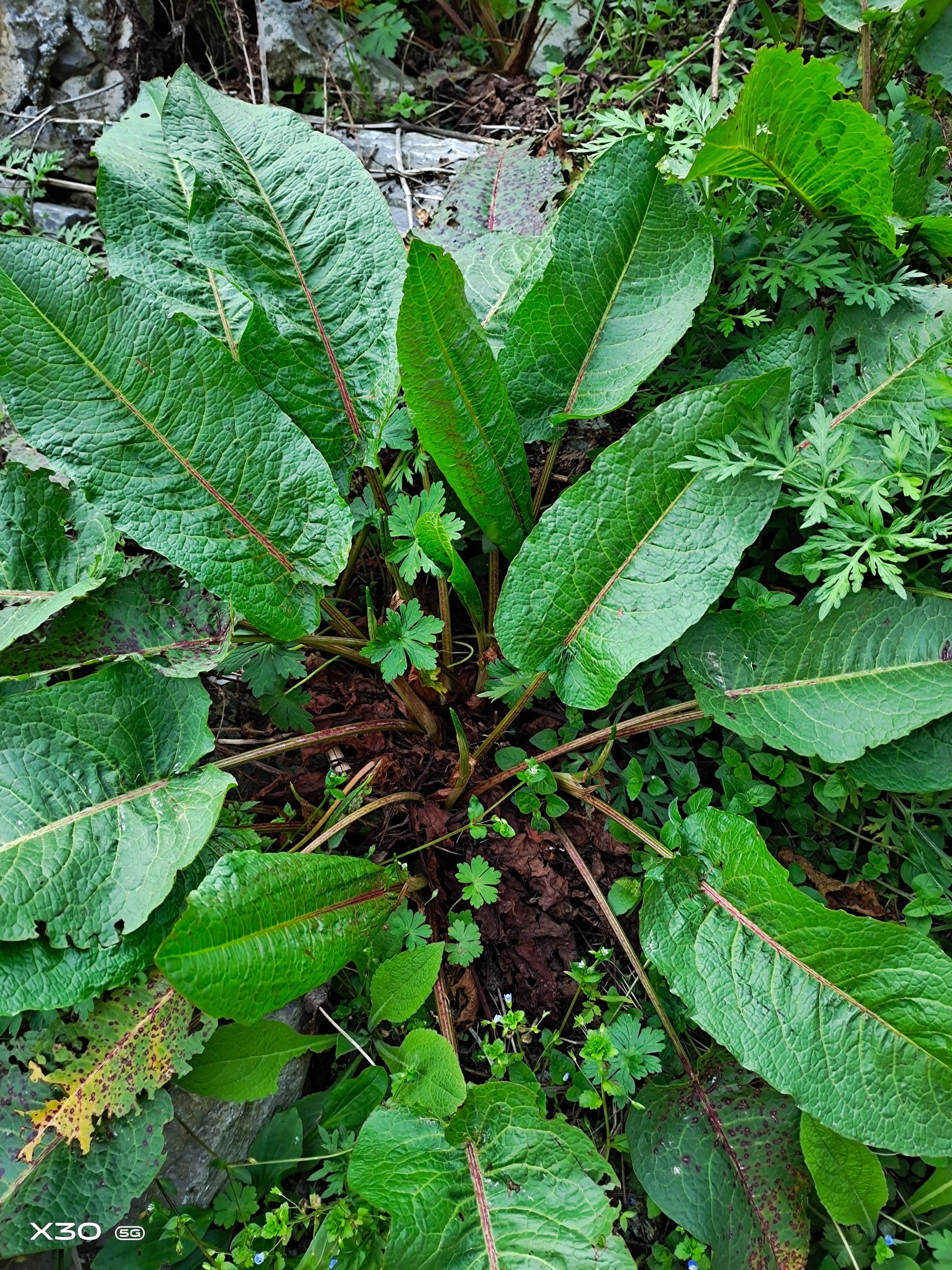 土大黄洋铁叶子牛耳大黄,羊蹄根