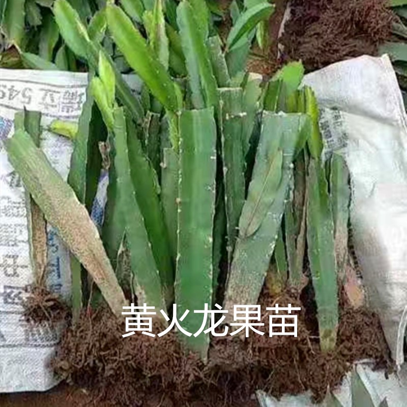 黄皮火龙果苗 燕窝火龙果嫁接苗