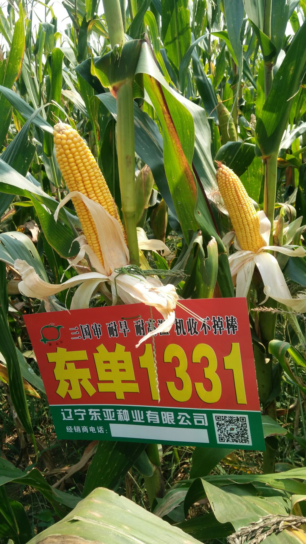 东单1331玉米种子 东单1331,抗倒抗虫,抗病抗旱,适合机收,双国审玉米