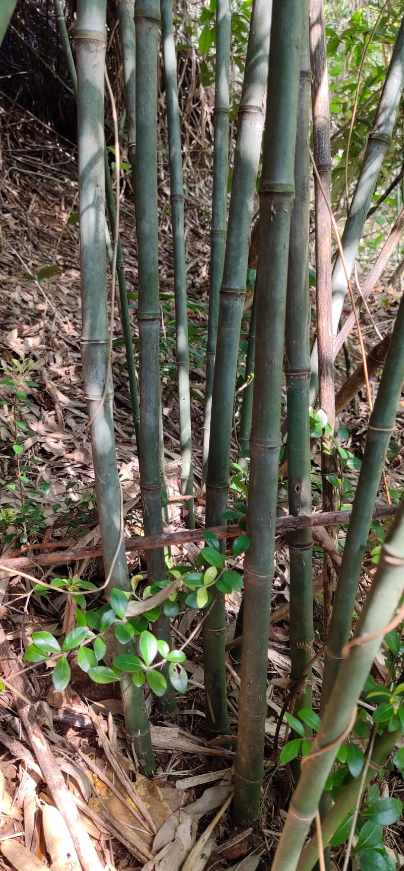 实心竹