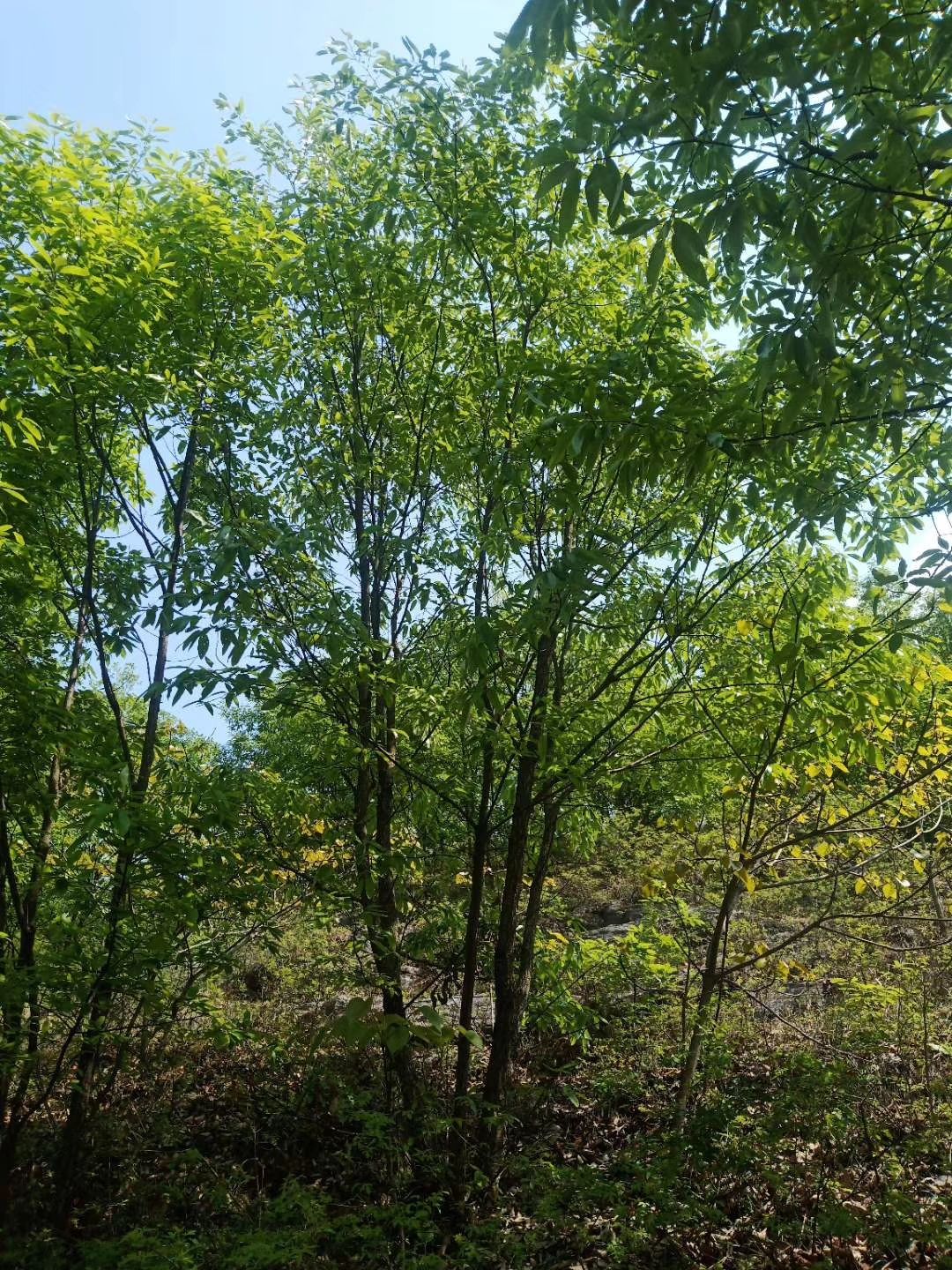 丛生栓皮栎.蒙古栎.