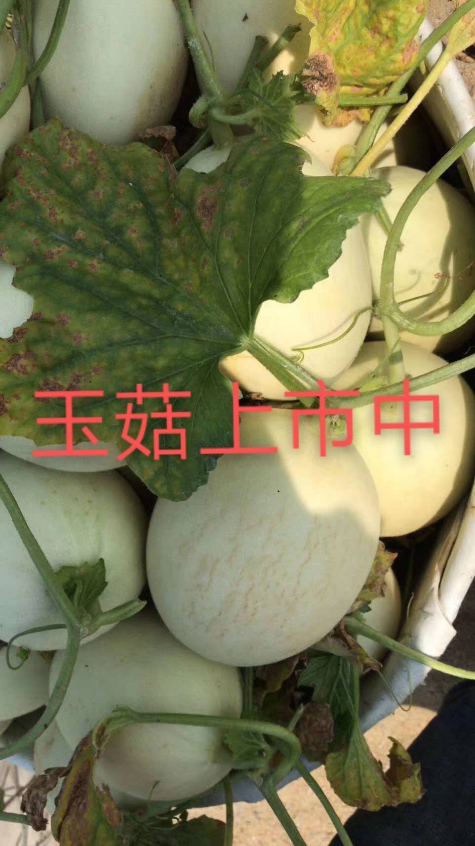 正宗青皮绿肉玉菇甜瓜,大量成熟上市,欢迎前来采购