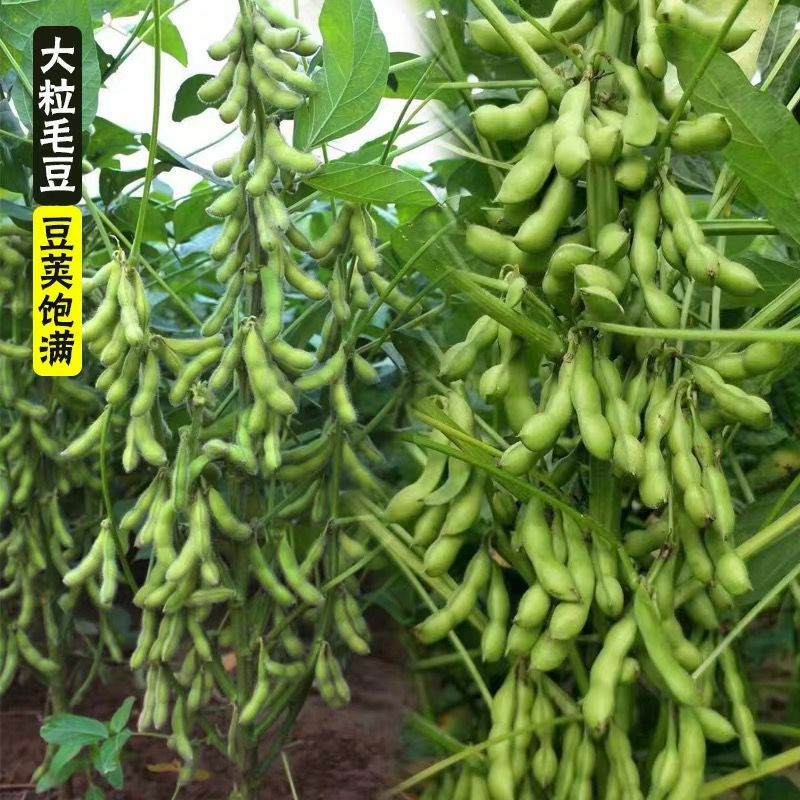 菜毛豆种籽早熟大荚毛豆种子高产四季青黄豆鲜食菜豆春季蔬菜种子