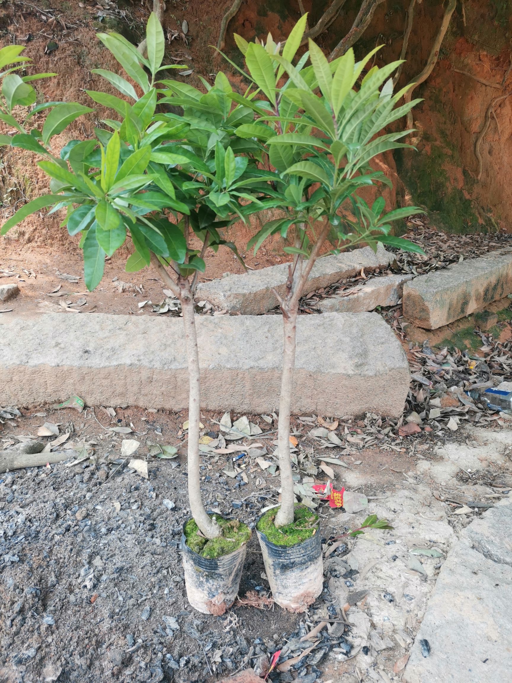 杨梅树苗嫁接东魁南方北方种植果树苗包成*当年结果杨梅苗