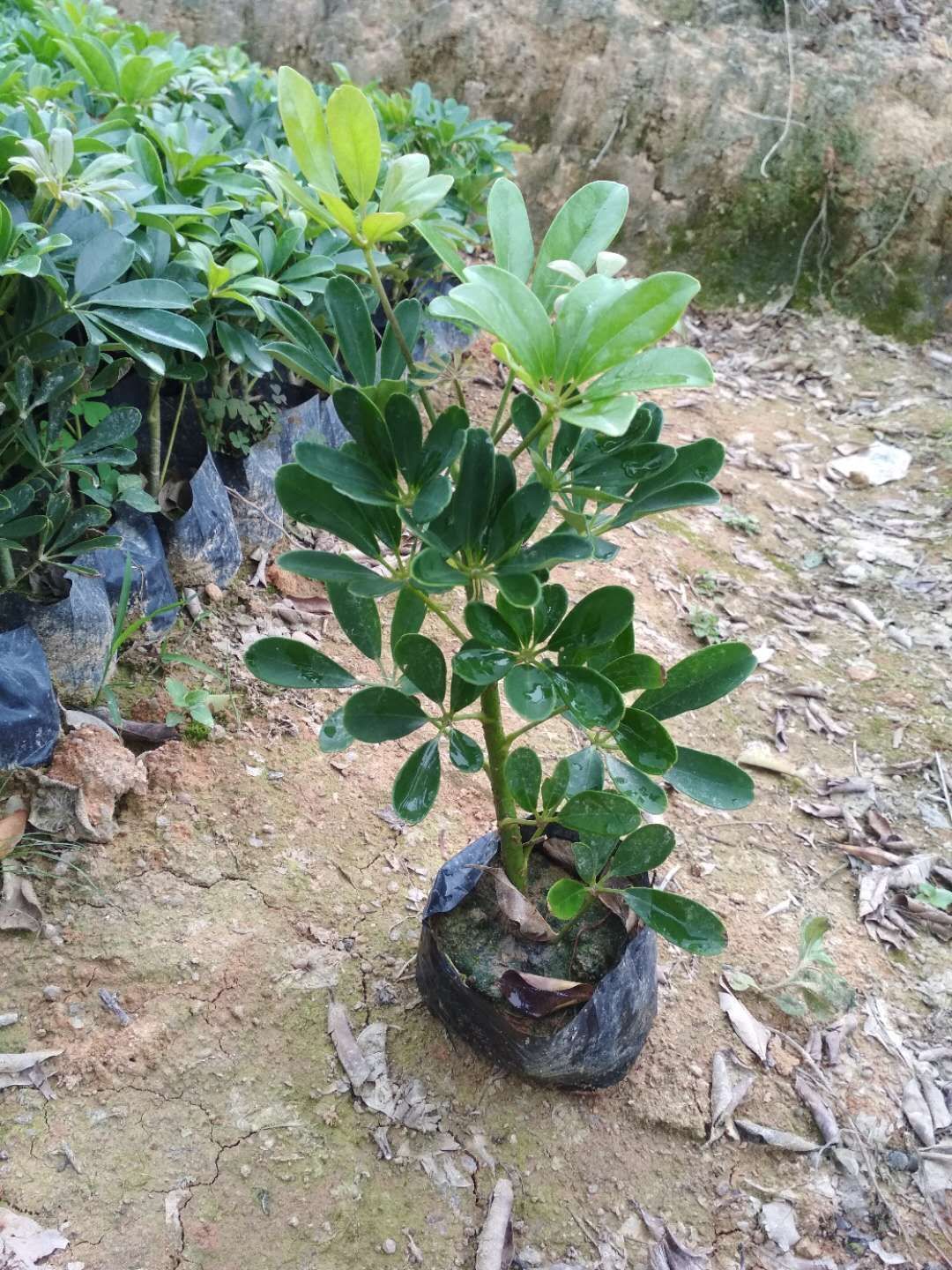 普通鸭脚木,大袋苗,0.35-0.4m,鹅掌柴,现货