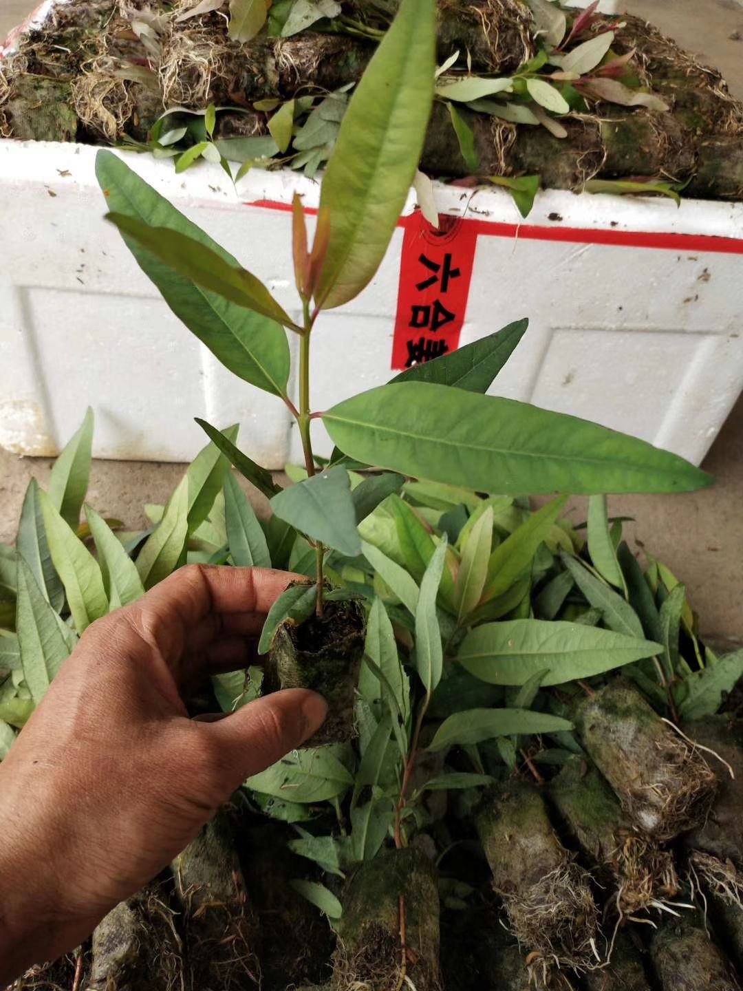 桉树苗组培苗轻基质杯广9292826k3