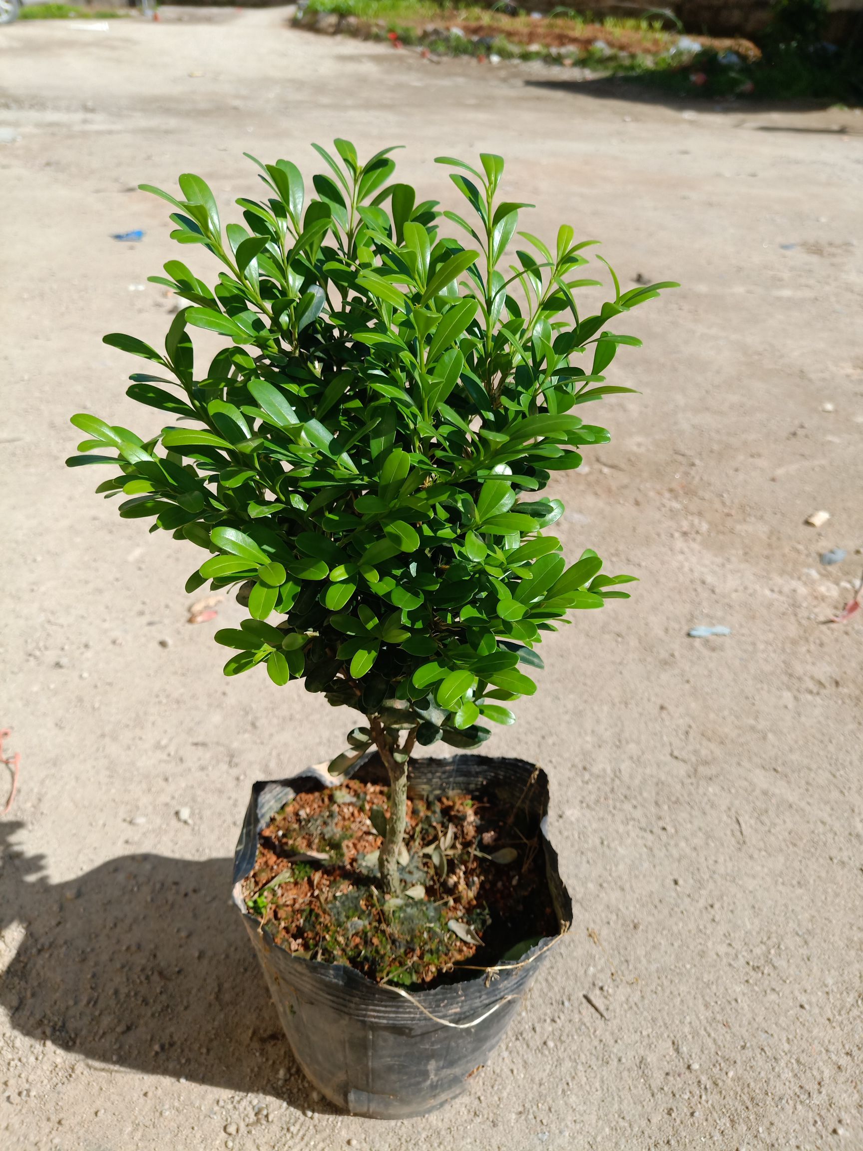 雀舌黄杨树 批10 50起批可零售