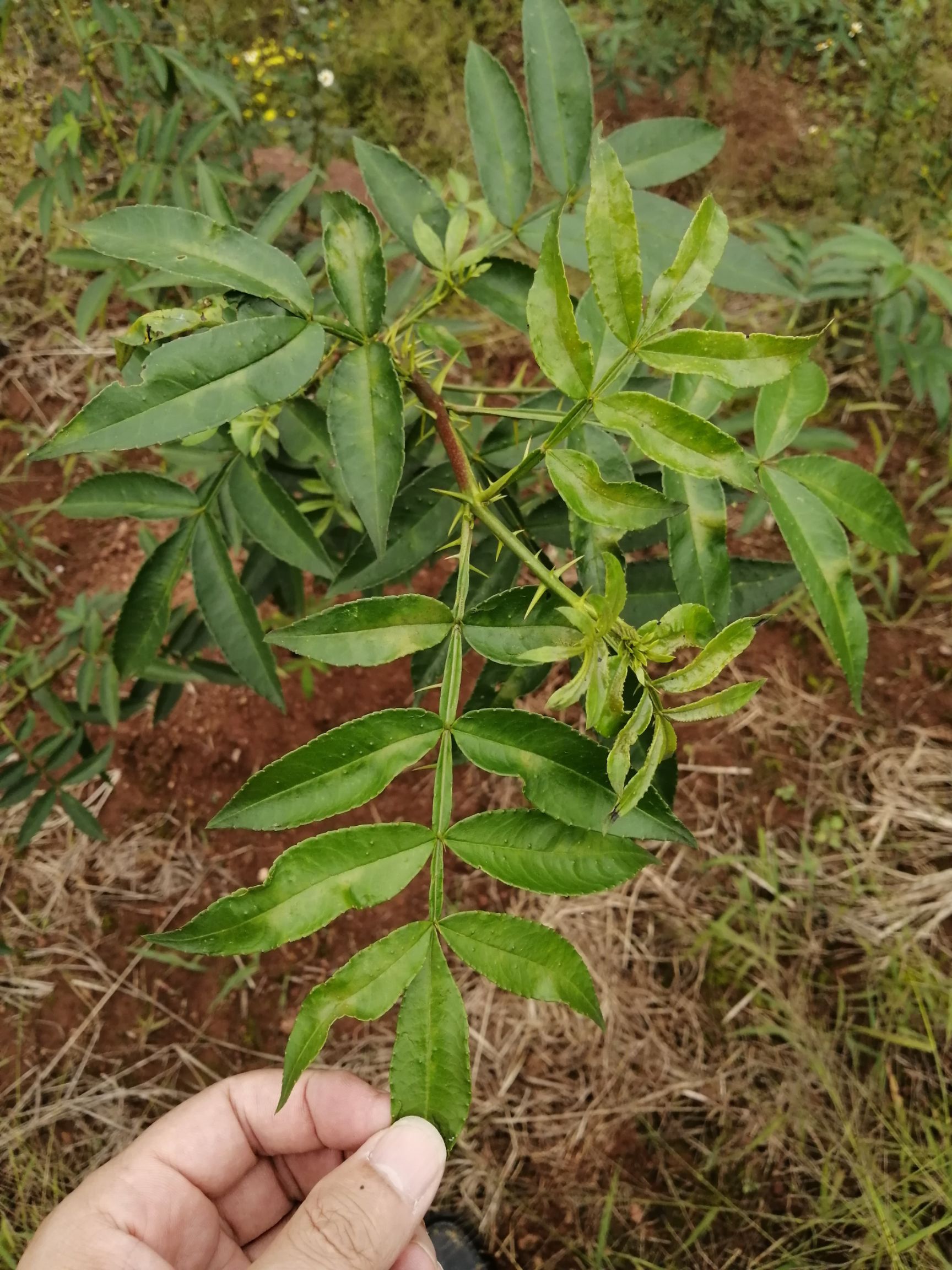 花椒苗 