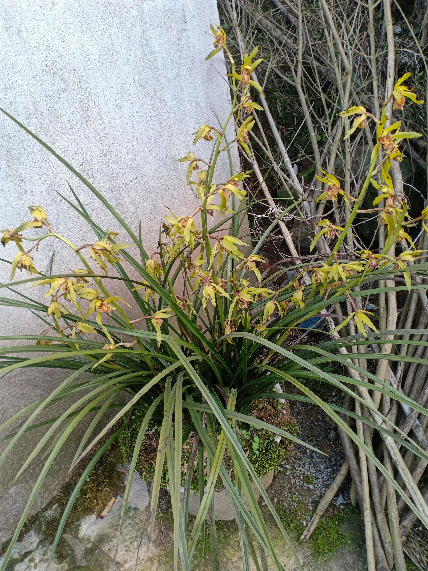 中国龙兰花 蕙兰_九朵兰_十二朵兰中国龙兰