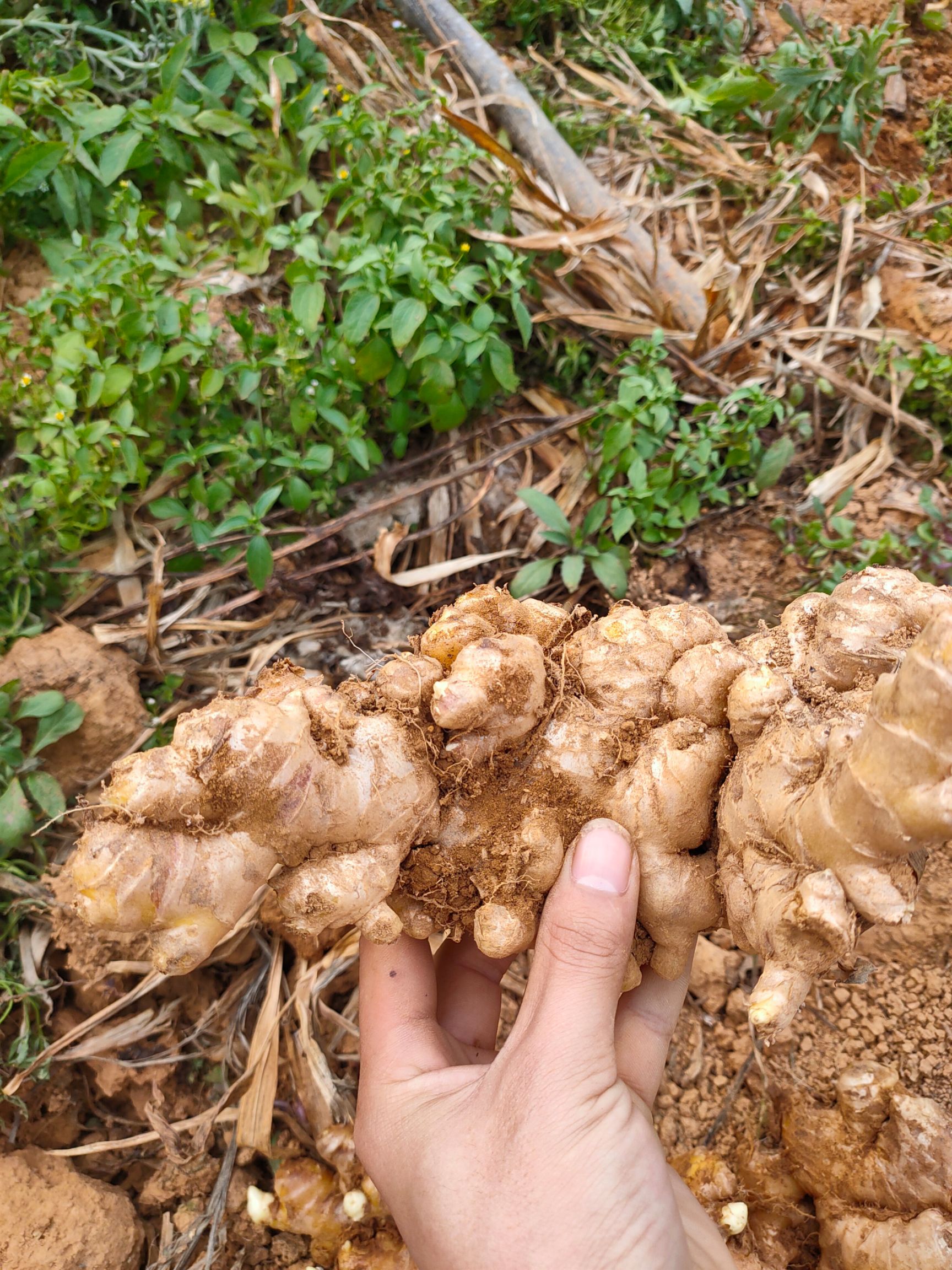 生姜 云南小黄姜,中黄姜,大芽姜,山东二号