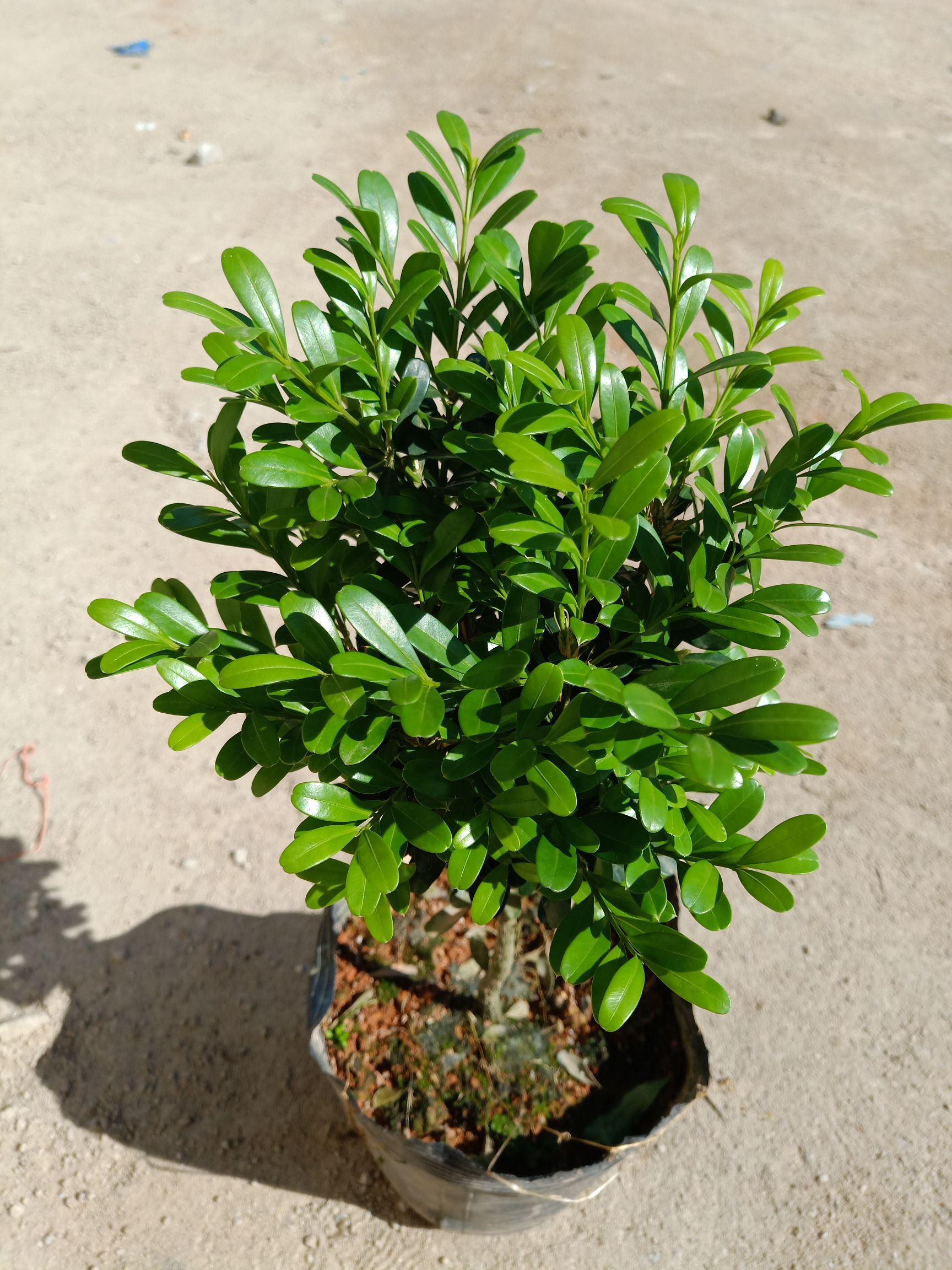 雀舌黄杨树 批10 50起批可零售