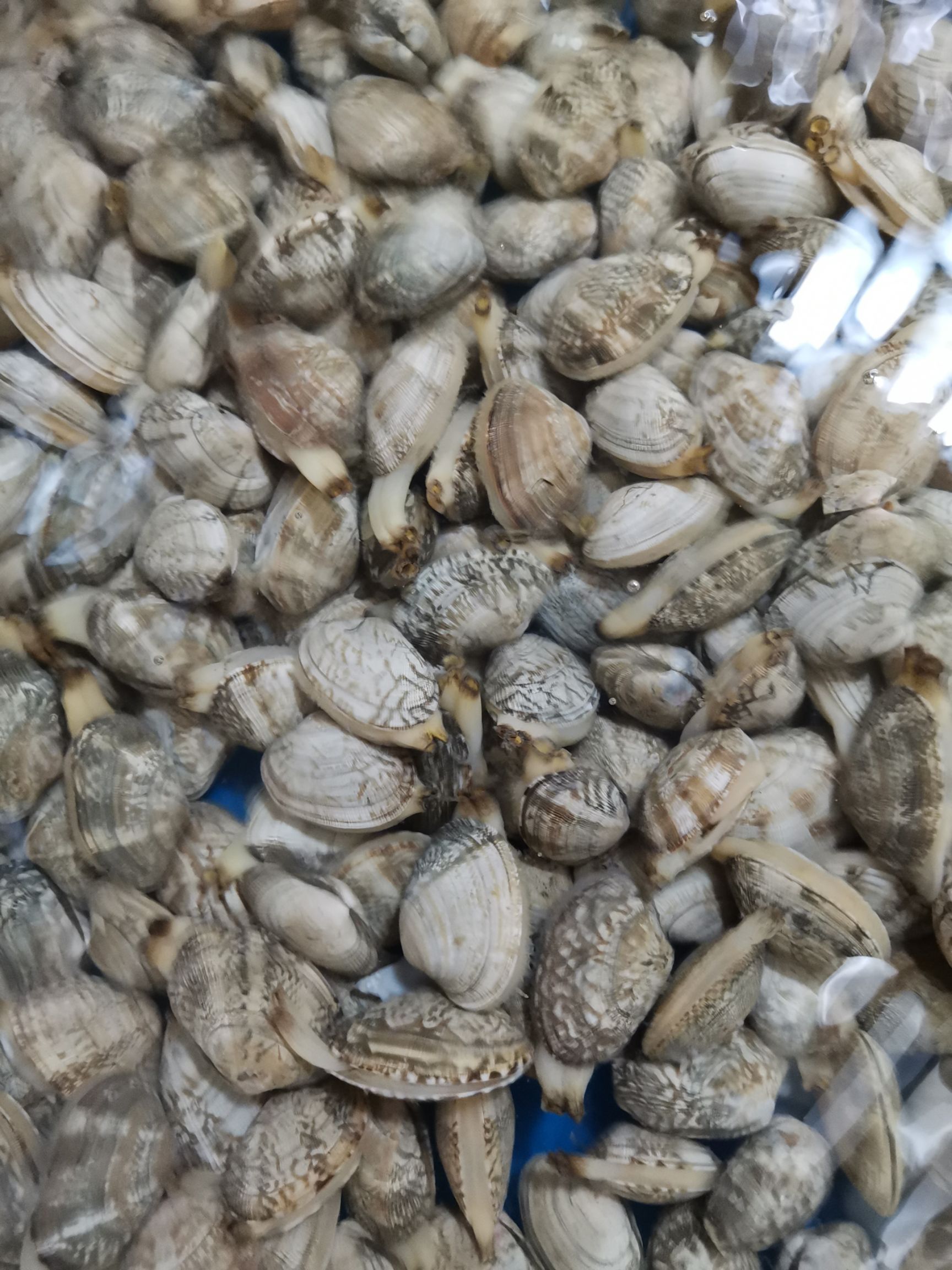鲜活水产 用途 食用 规格 30-50粒/公斤 生长环境 海水 品种名 花甲