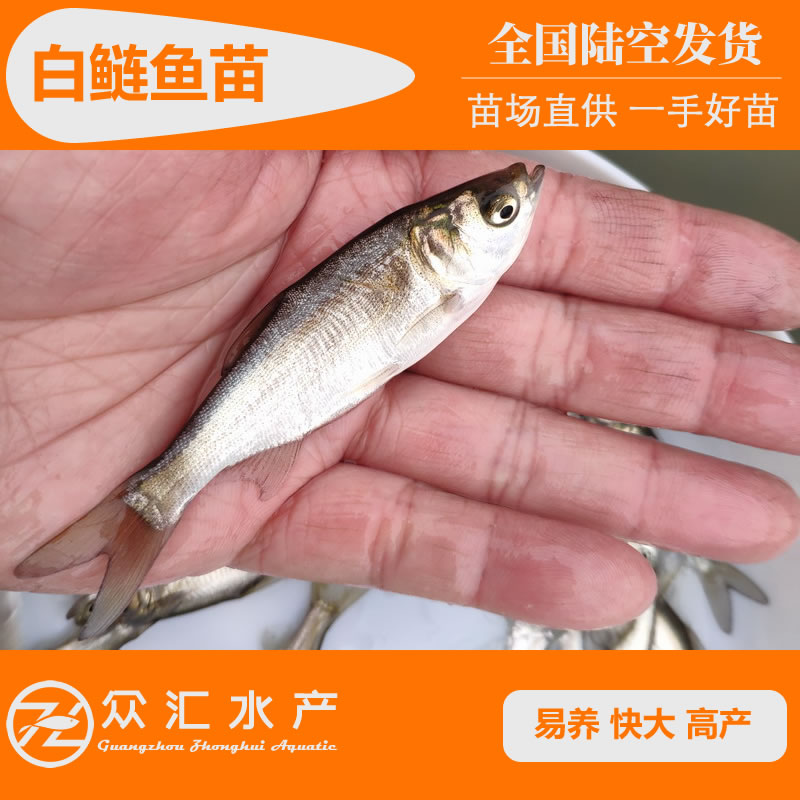 白鲢鱼苗 白鲢 鳊鱼苗 鲢鱼苗 苗场直销 价格优惠 0.20 元/尾