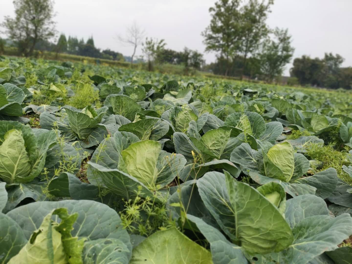 包菜 鸡心包菜 质量好价格低 新鲜绿蔬