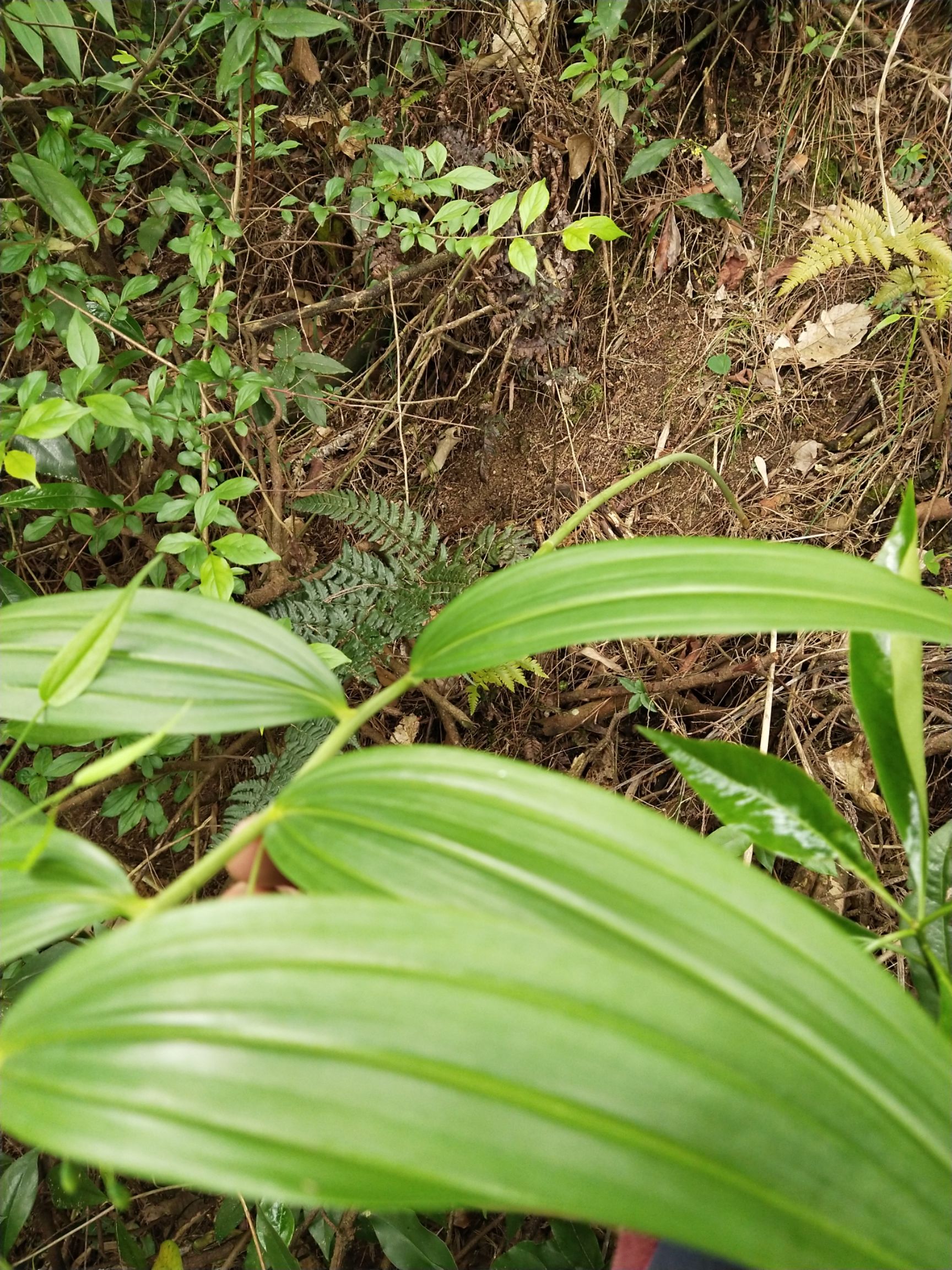 山上挖的多叶黄精