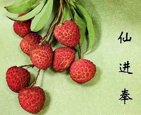 灵山县仙进奉荔枝苗 包邮精品【广西灵山仙进奉,荔枝王,观音绿荔枝】