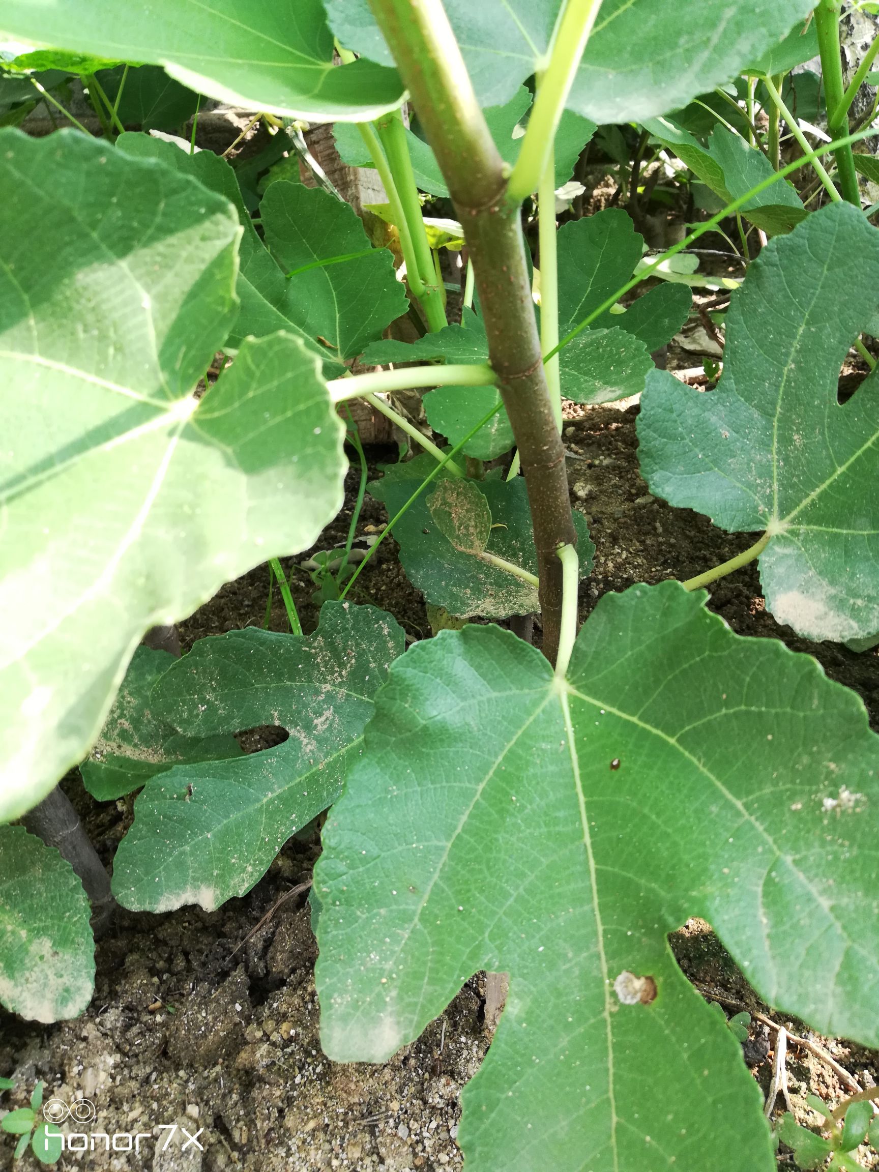 布兰瑞克无花果苗当年小苗和一年以上树苗及成品树可盆栽可植大田当年