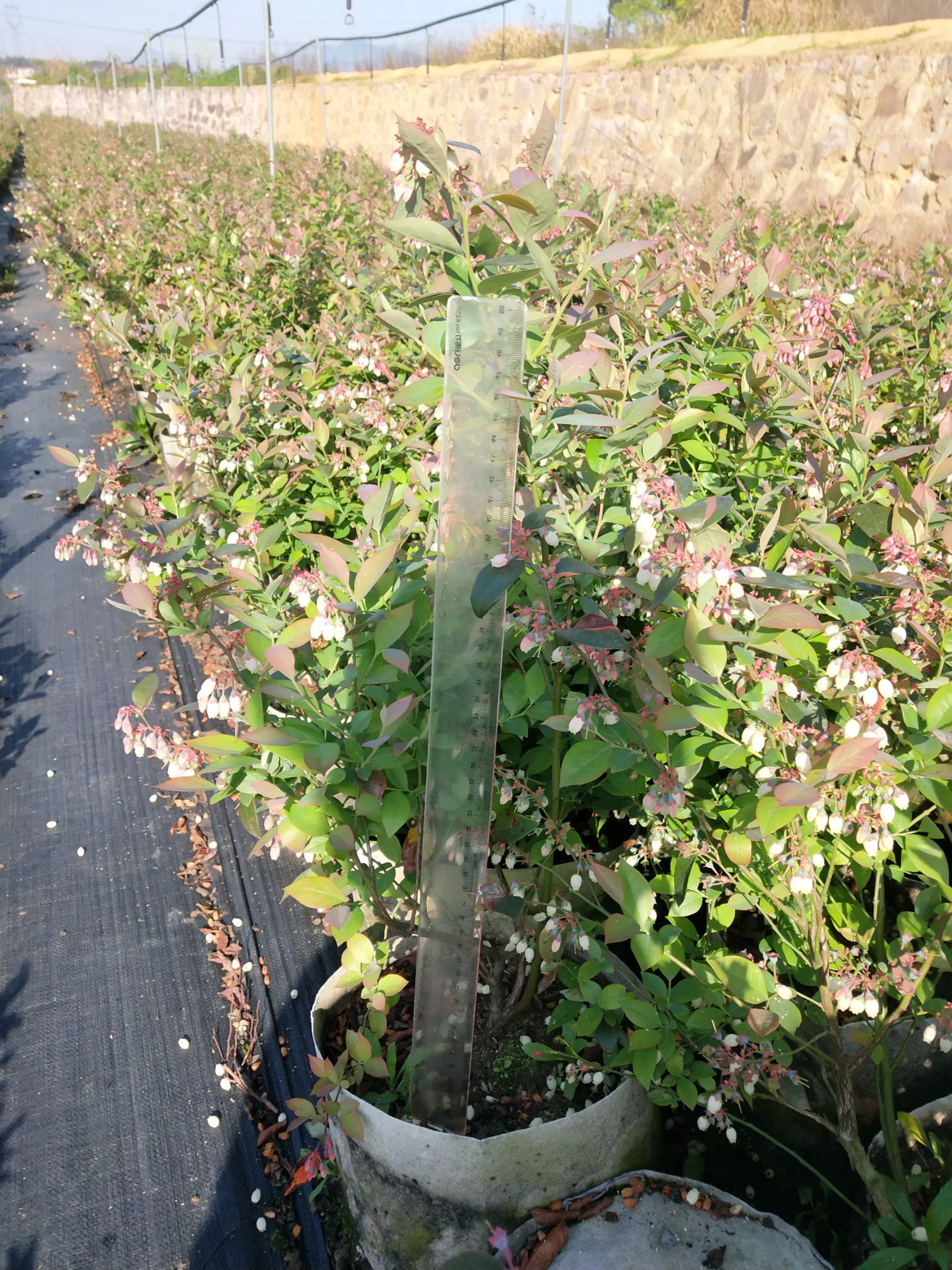 南高丛蓝莓苗 蓝莓盆栽苗木,苔藓苗,大苗