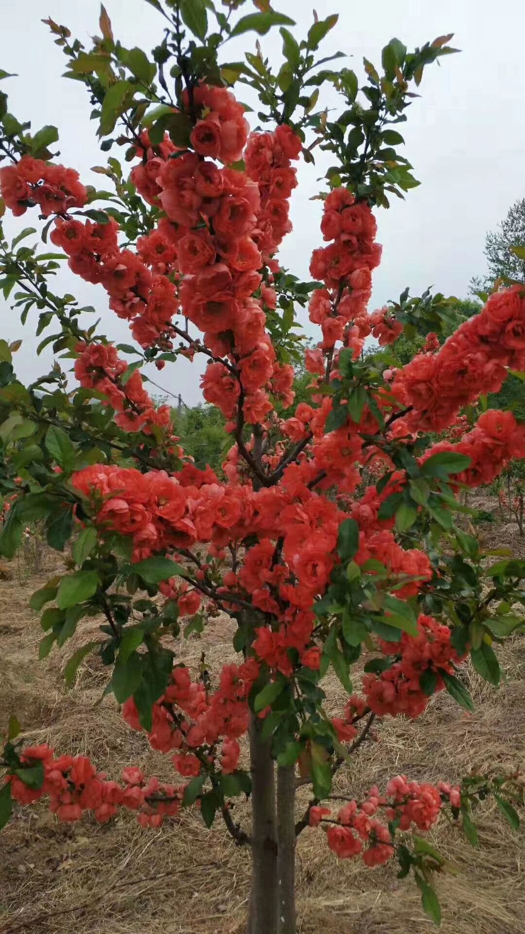 [富贵王子海棠批发]富贵王子海棠 富贵王子花卉,花开!