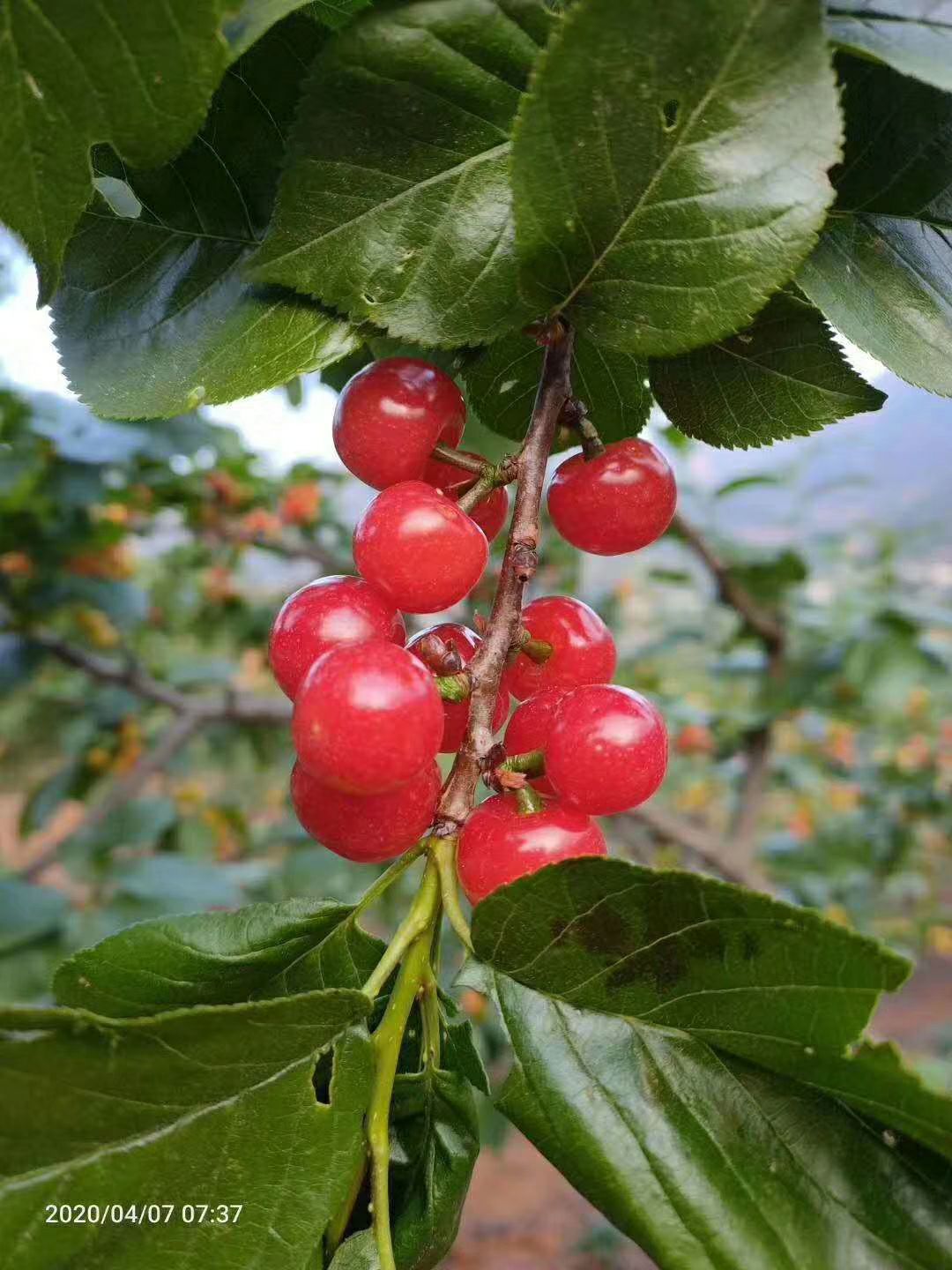 德昌樱桃