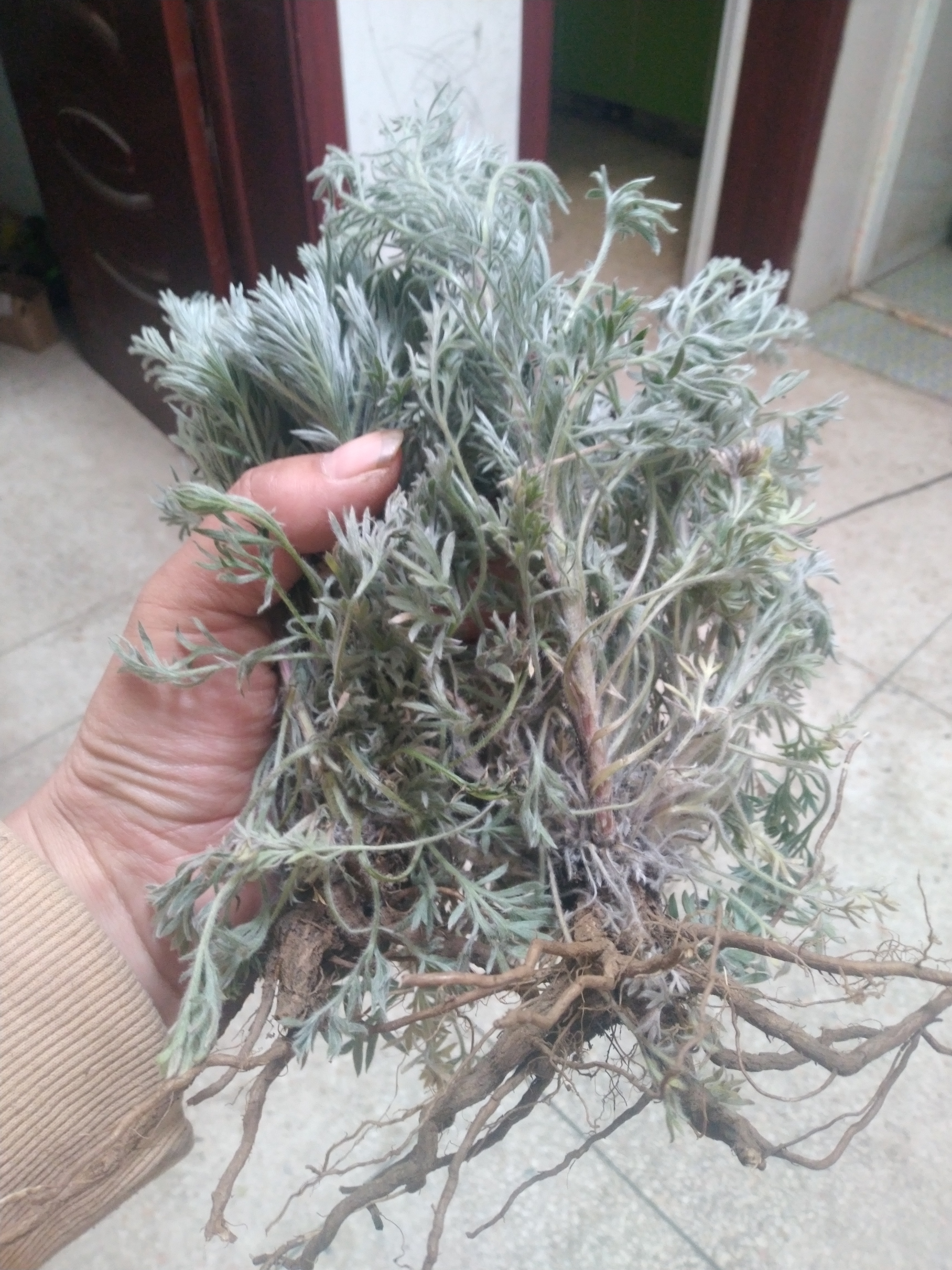 包邮茵陈苗 翻白草苗,白蒿苗绵茵陈现采新鲜茵陈草500克
