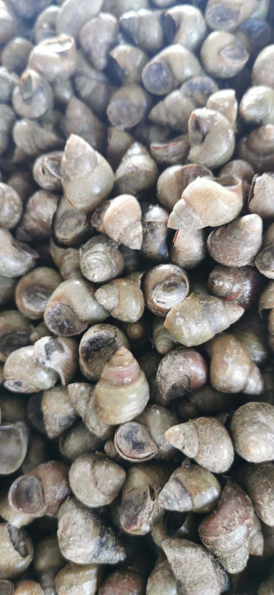 石螺 食用螺狮 籽螺 米螺 薄壳食用螺蛳 饲料螺蛳 种螺