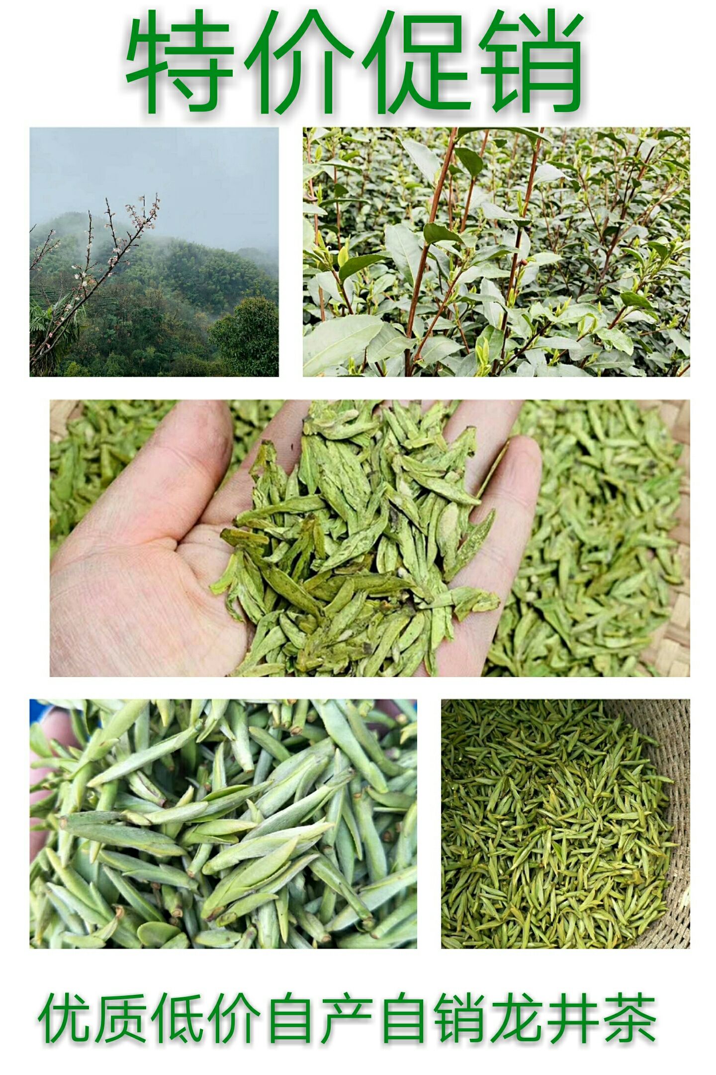 30年老茶农产地直销新昌大佛高山龙井茶