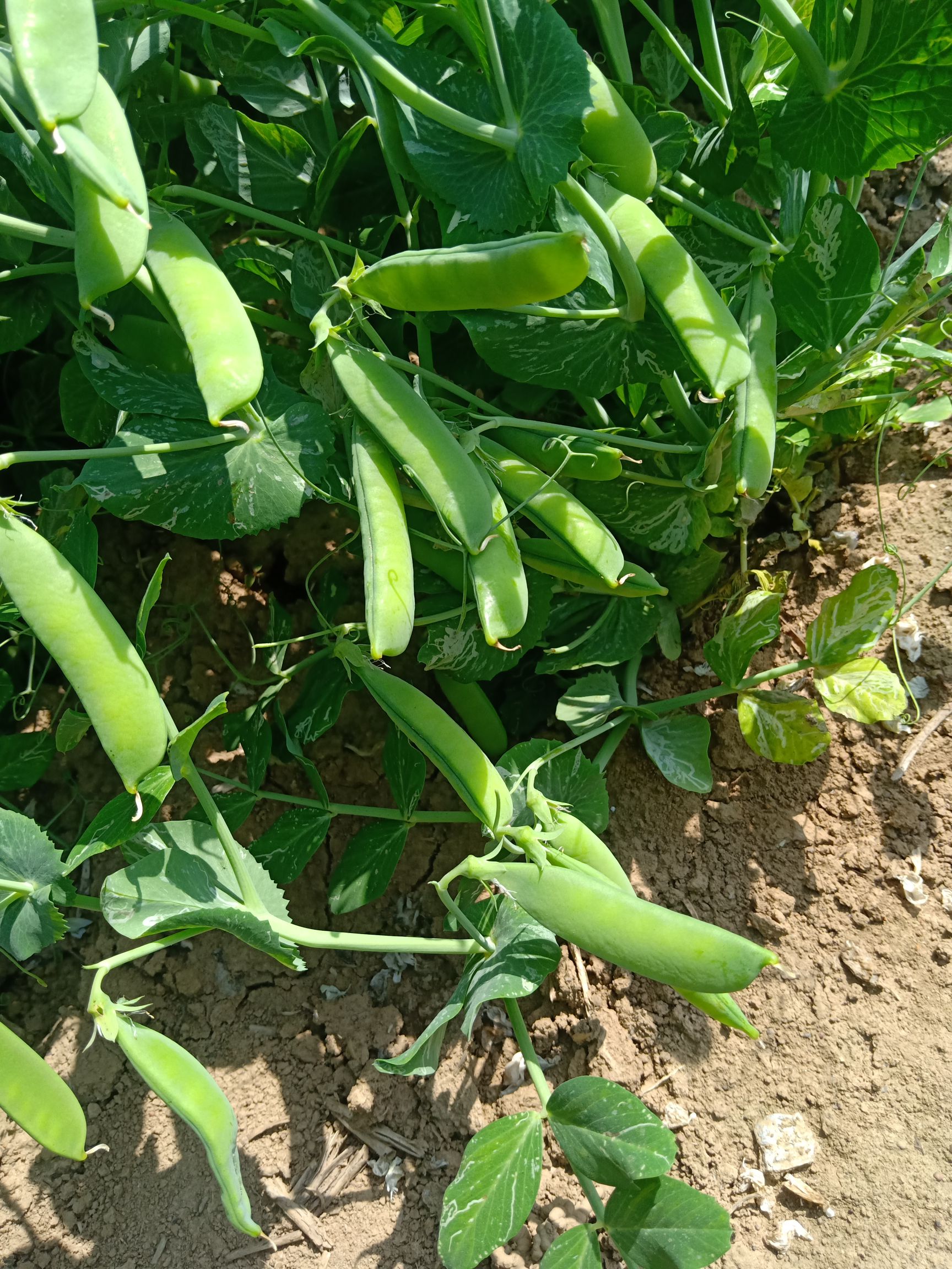 品种名:豌豆角 品种名:豌豆角 荚长:7-10cm