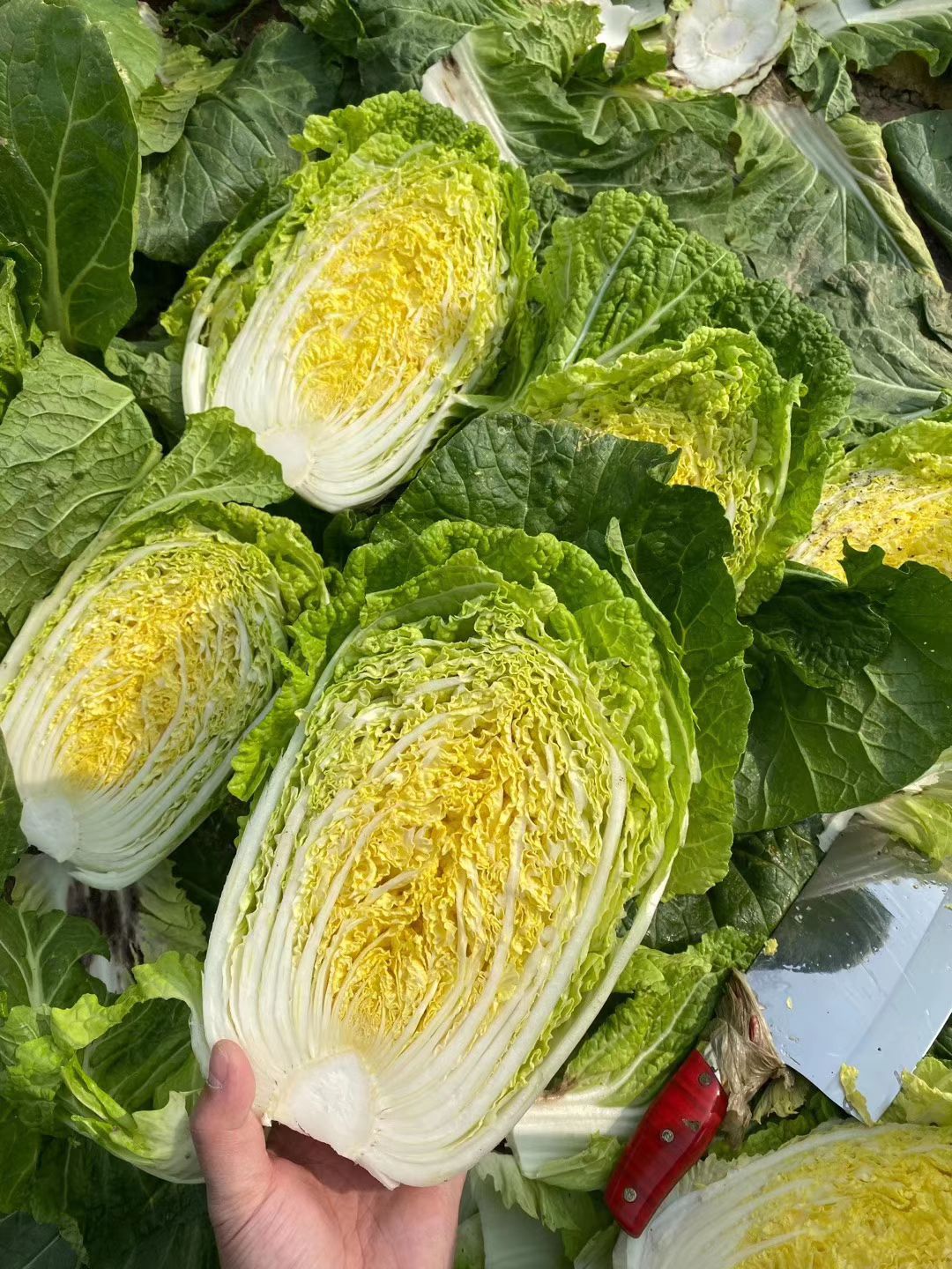 黄心大白菜 通货 净菜