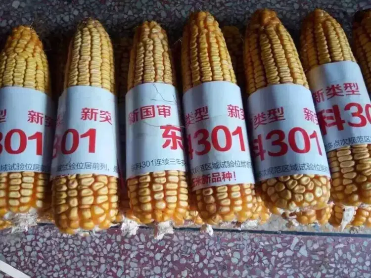 玉米种子 辽宁东亚东科301杂交玉米种