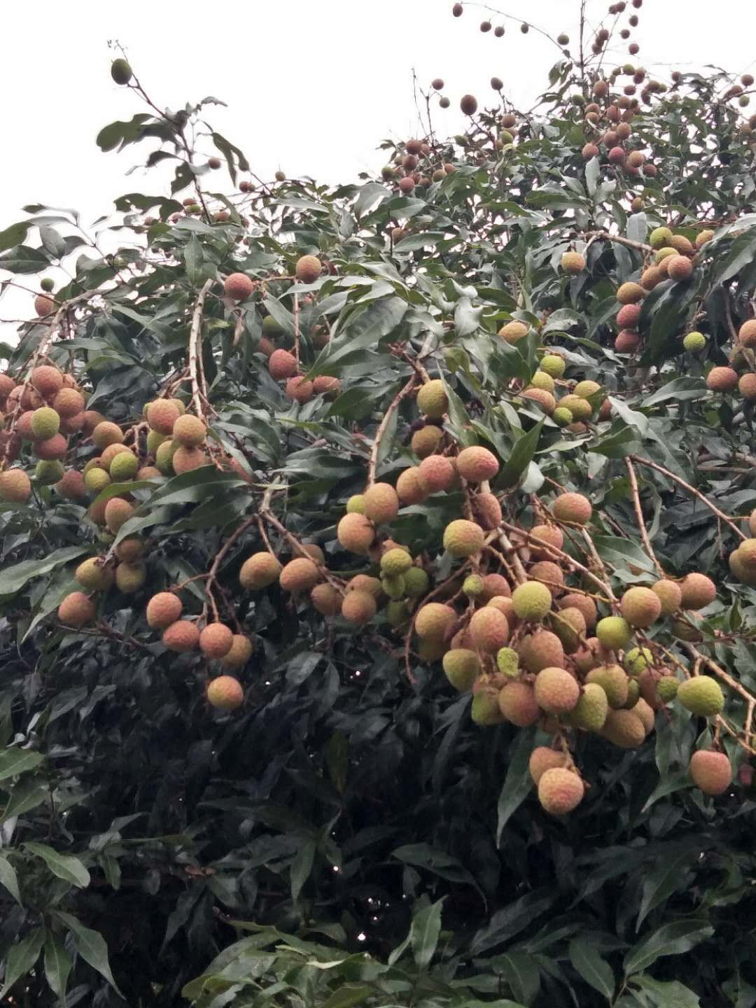 海南万宁桂花香荔枝!果园直销!