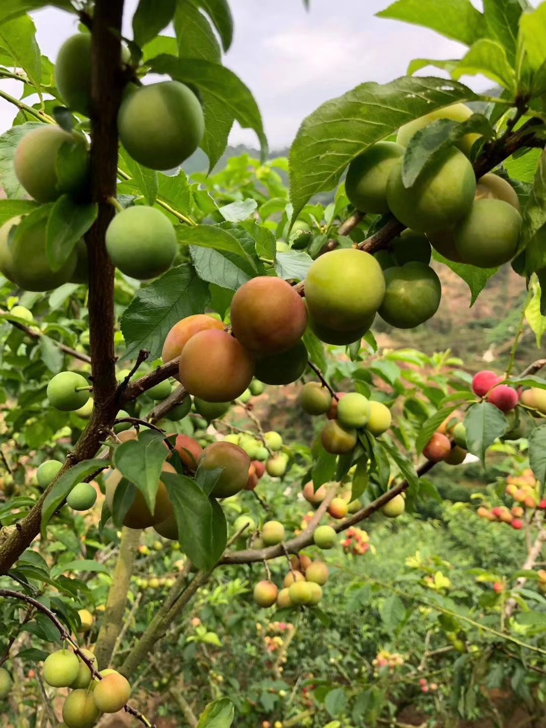 正宗信宜钱排三月李,要想恋爱就快快抓住三月李,酸酸甜甜就是爱