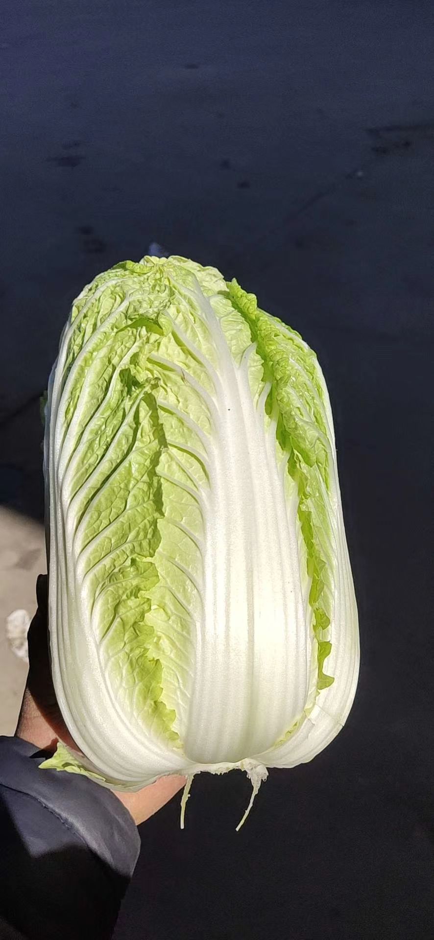 夏阳白菜,白菜,精品夏阳白.