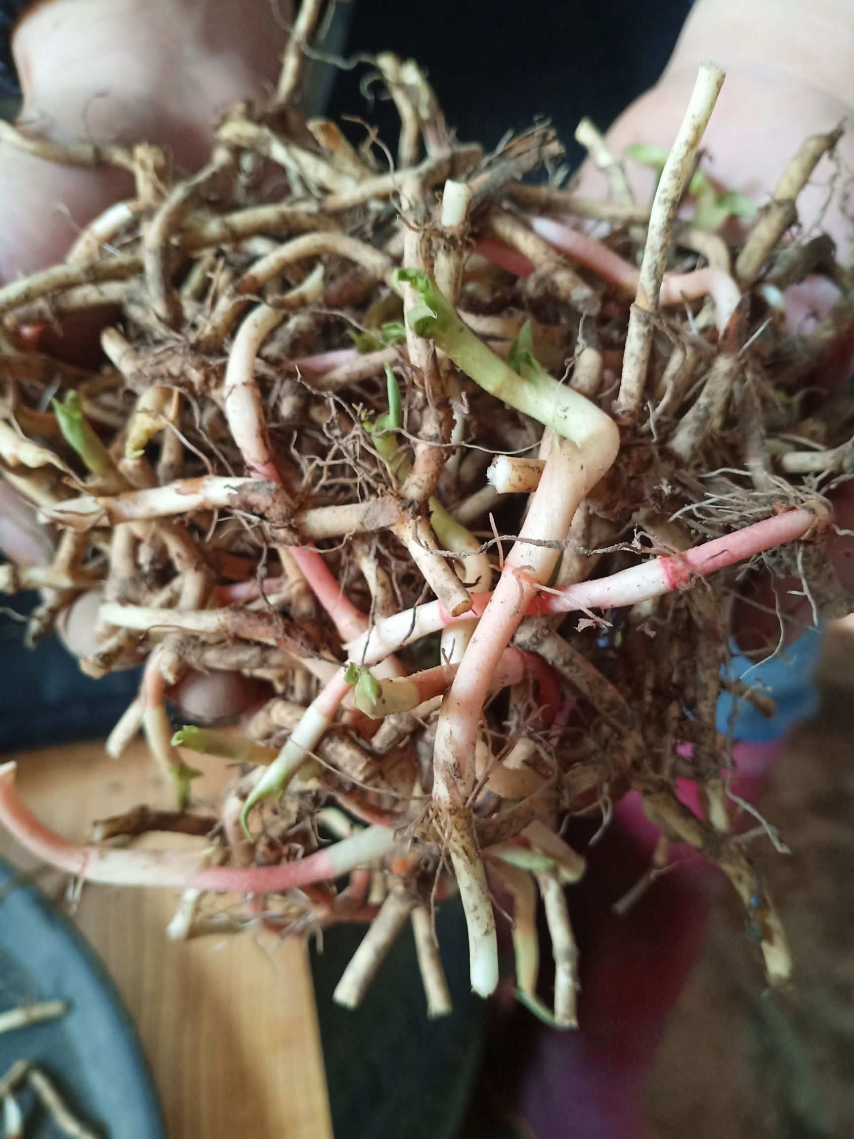 鱼腥草种苗 鱼腥草种根种苗种子折耳根种根现挖现发成活率百分折耳根