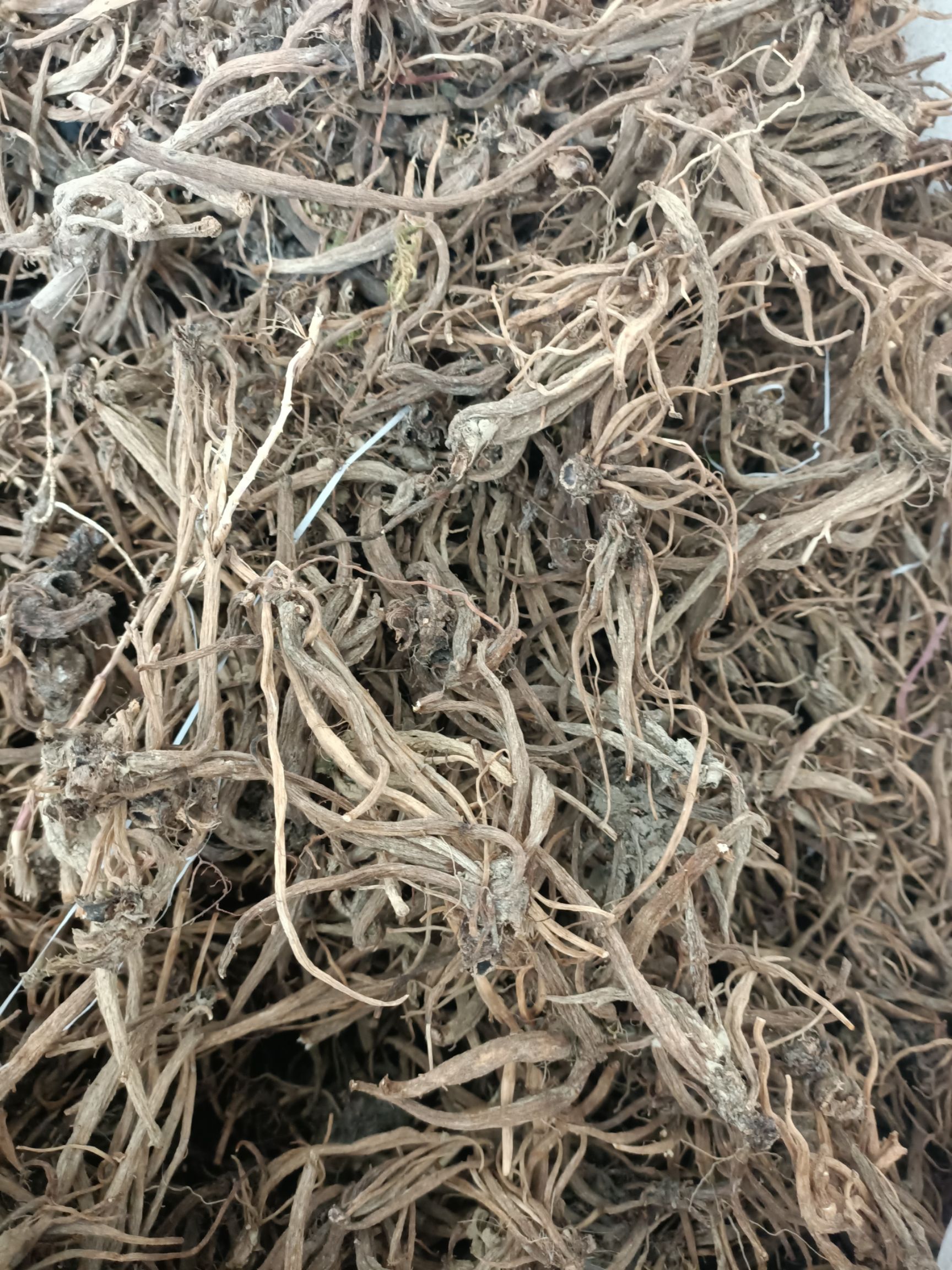 小蓟草 小蓟根(原产地,药用价值高)