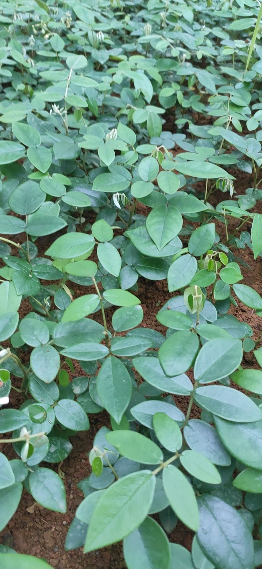 山豆根苗 山豆根育苗山豆根是一种药材能清热愈伤解渴