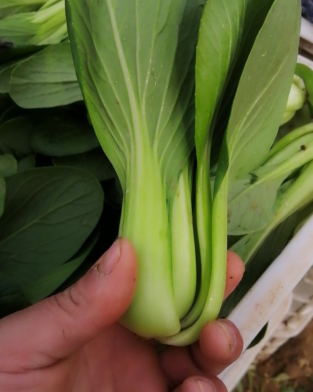 精品陆地油菜上海青