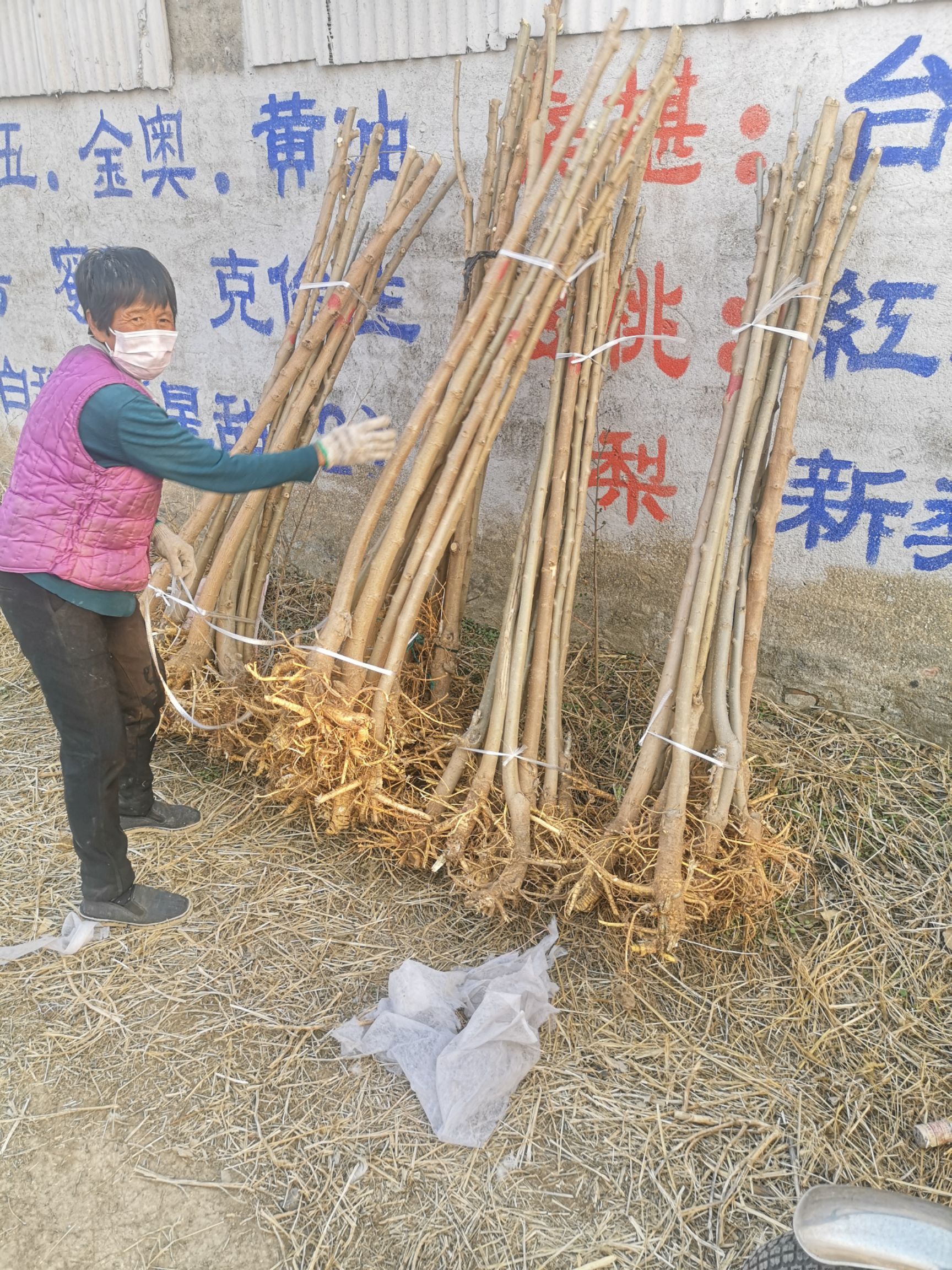 原生桑树 绿化桑树,雄安标准,高干矮干,原生,嫁接,各种规格,桑树小苗