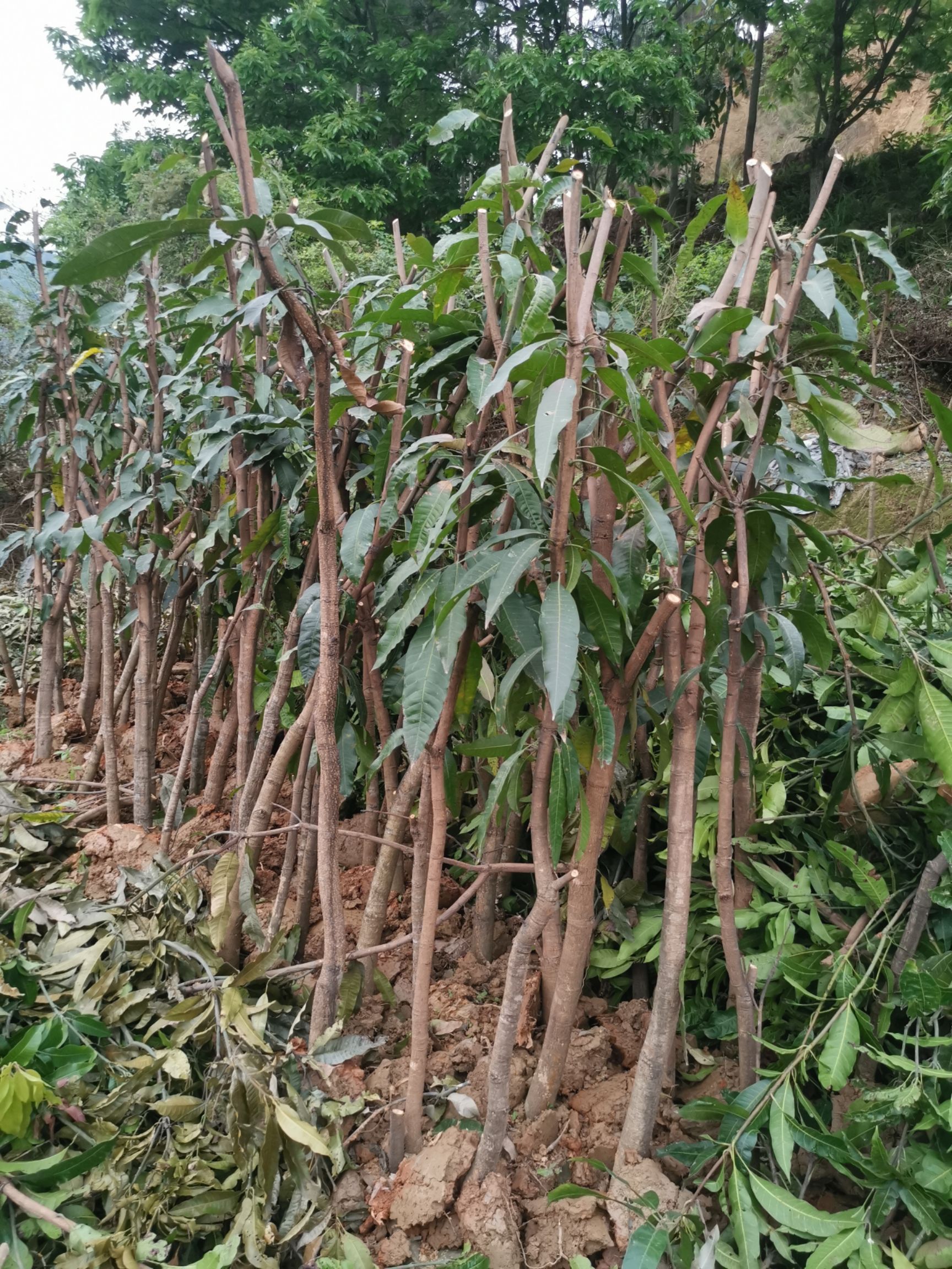 芒果直生苗(实生苗) 绿化芒果树