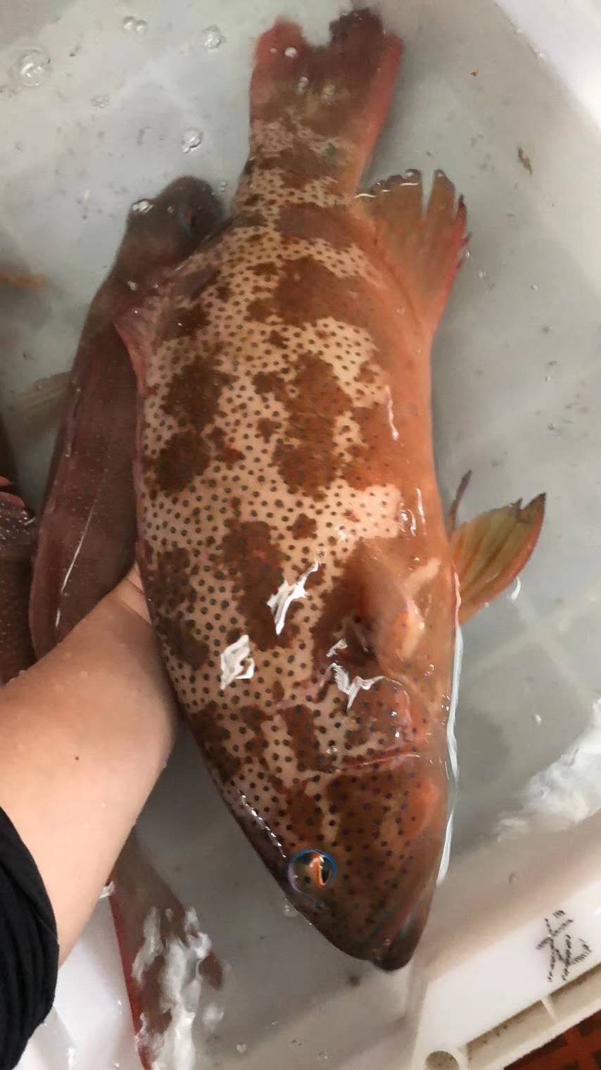 [金钱斑批发] 天然石斑鱼价格160元/斤 - 惠农网