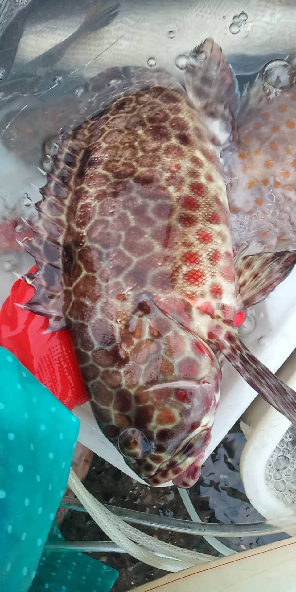 [金钱斑批发] 天然石斑鱼价格160元/斤 - 惠农网