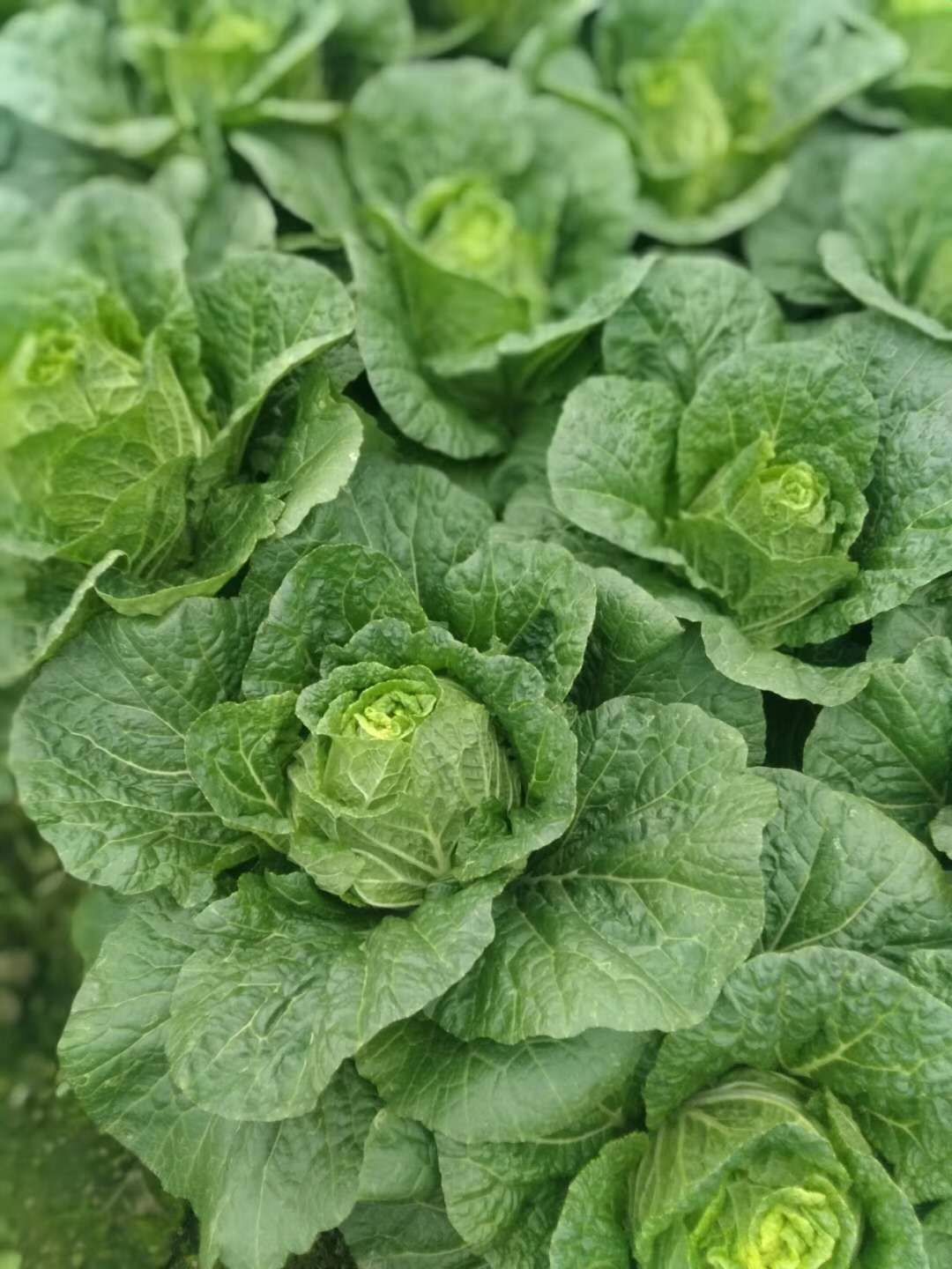 四川彭州蔬菜基地,大白菜单个4到6斤.二毛菜.