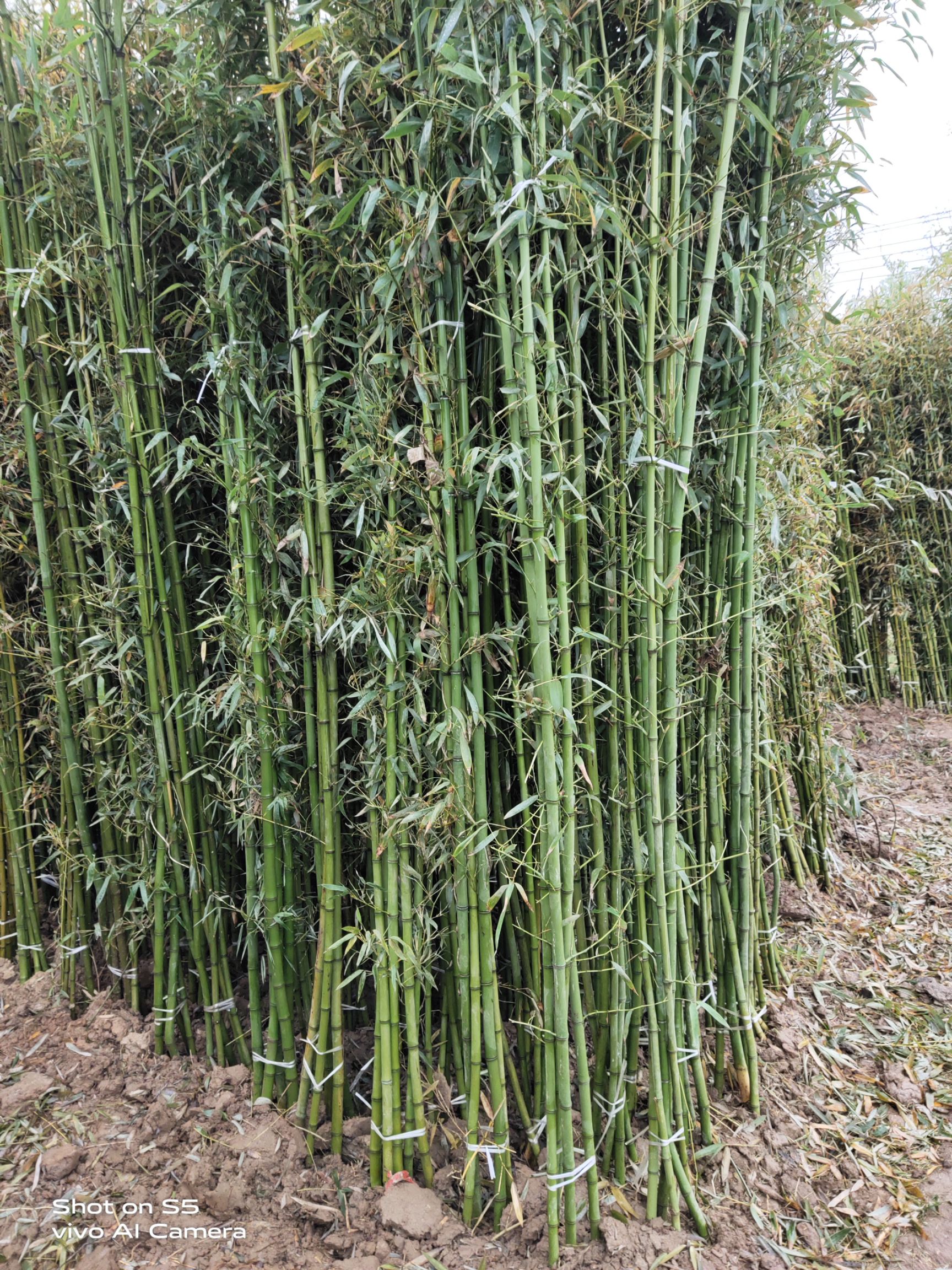 [竹苗批发] 早园竹苗青竹苗斑竹价格2元/棵 - 惠农网