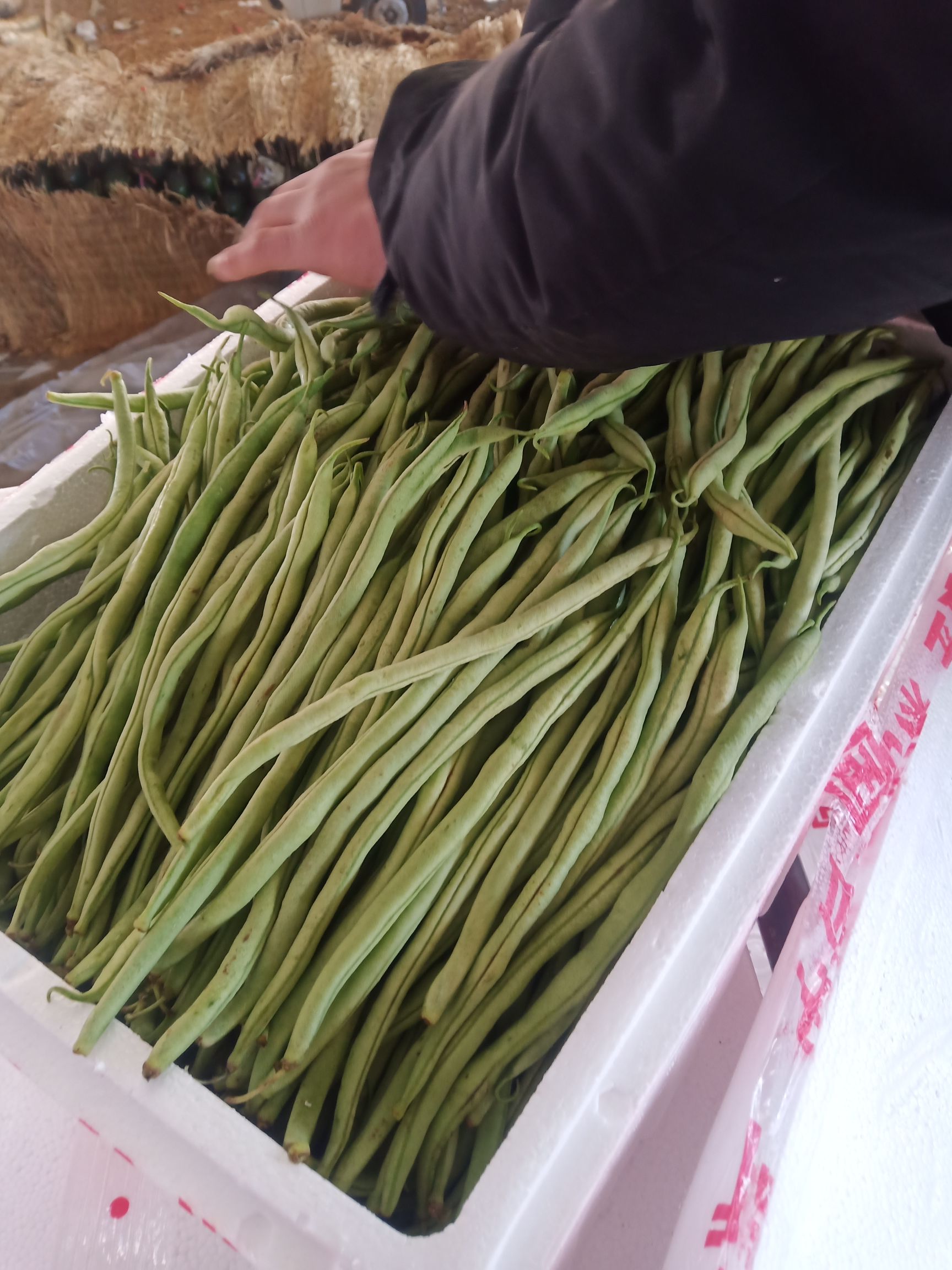 架豆王豆角 豆王扁豆