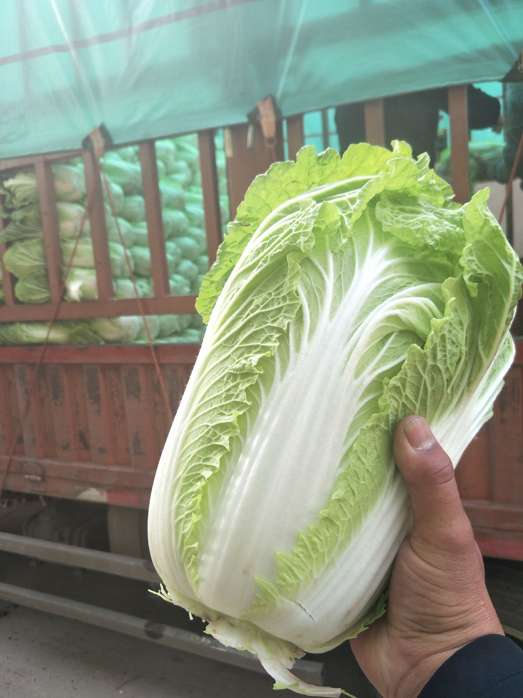 [白菜批发] 白菜价格0.9元/斤 - 惠农网