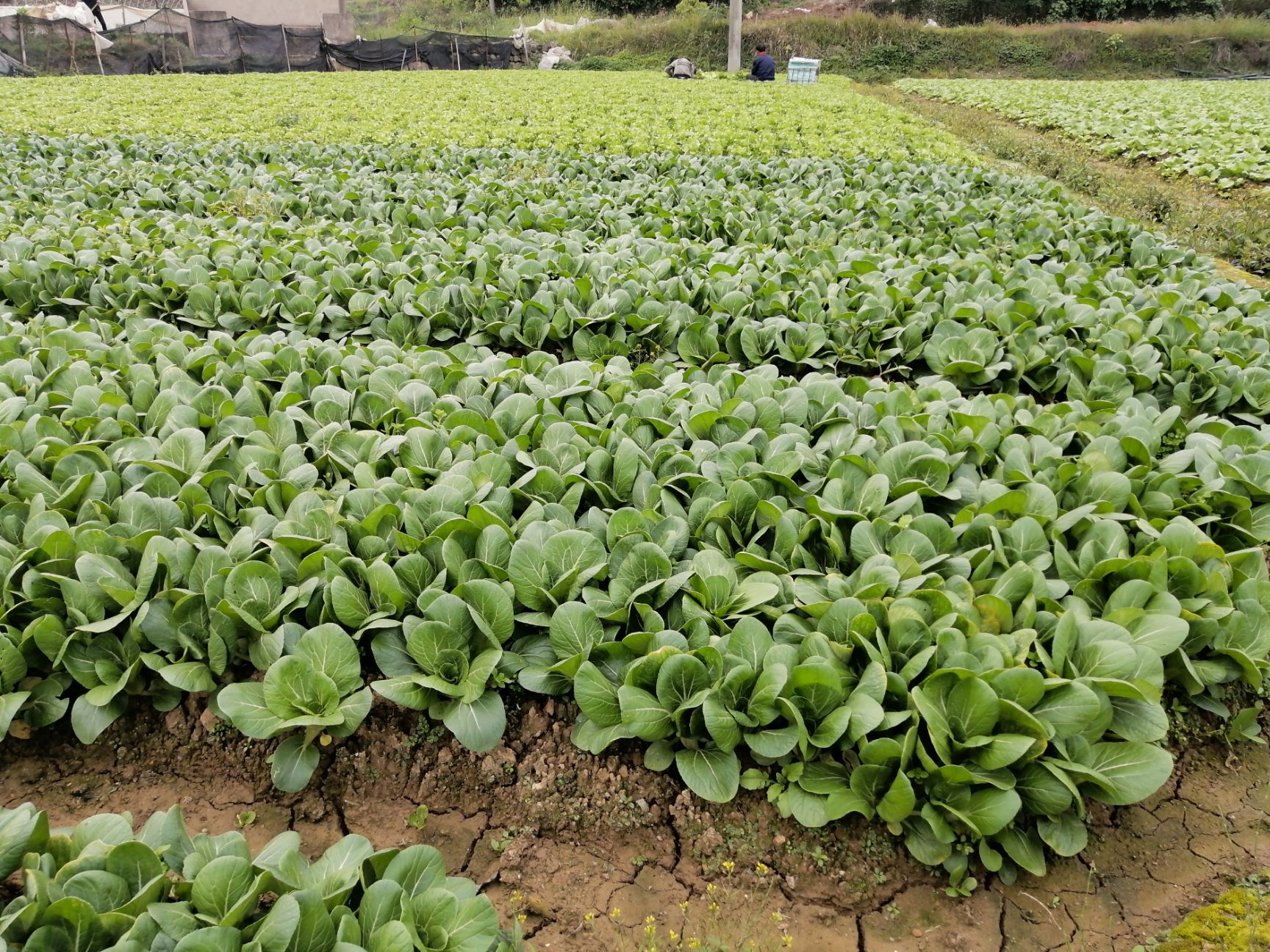 上海青 蔬菜种植基地