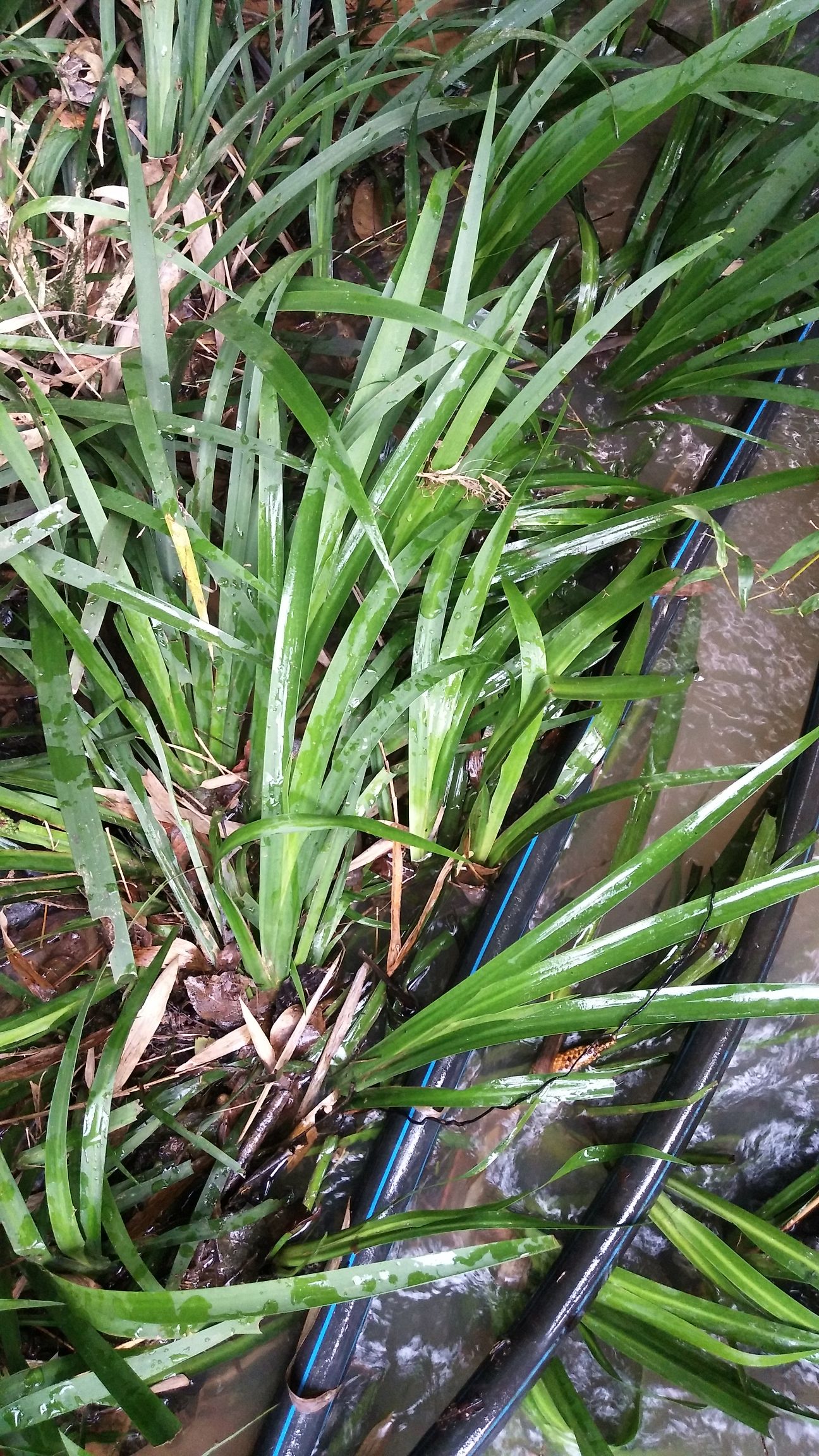 药用石菖蒲 鲜货石菖蒲根,干净无沙泥,不带毛须